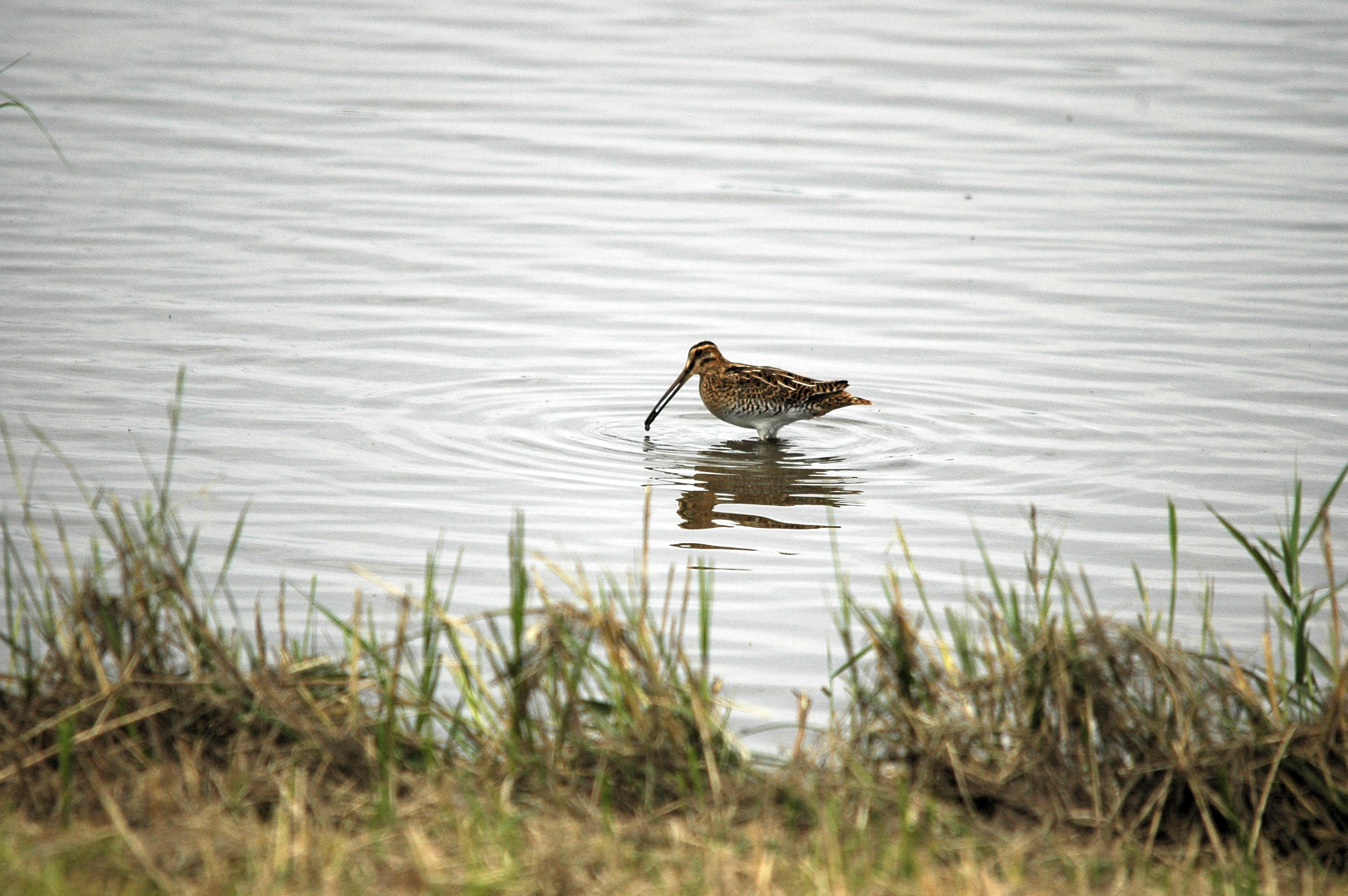 photos/wildlife/Bird_Species/063-Waders/1593-Common_Snipe/dsc_2737.jpg