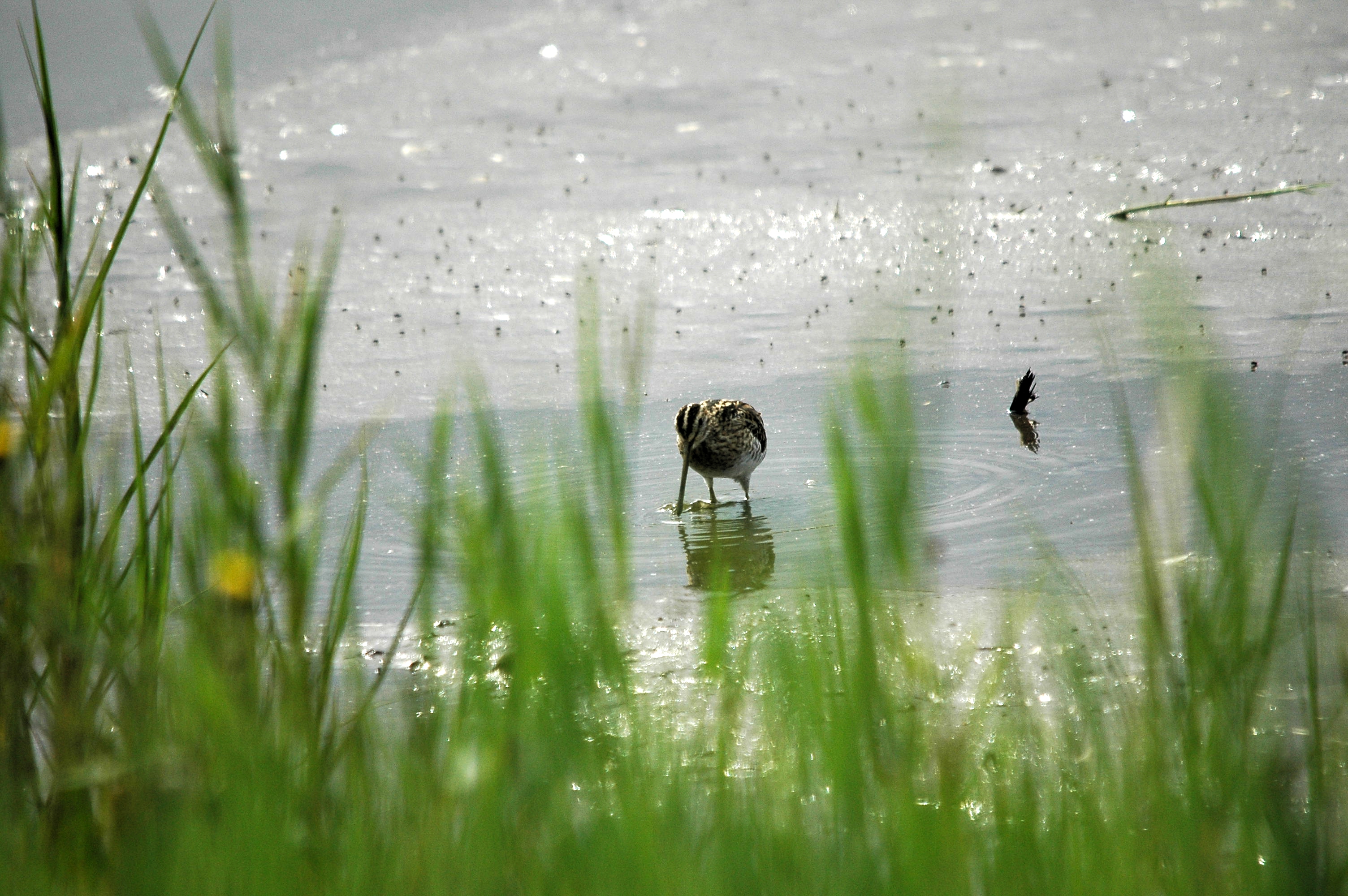 photos/wildlife/Bird_Species/063-Waders/1593-Common_Snipe/dsc_2917.jpg
