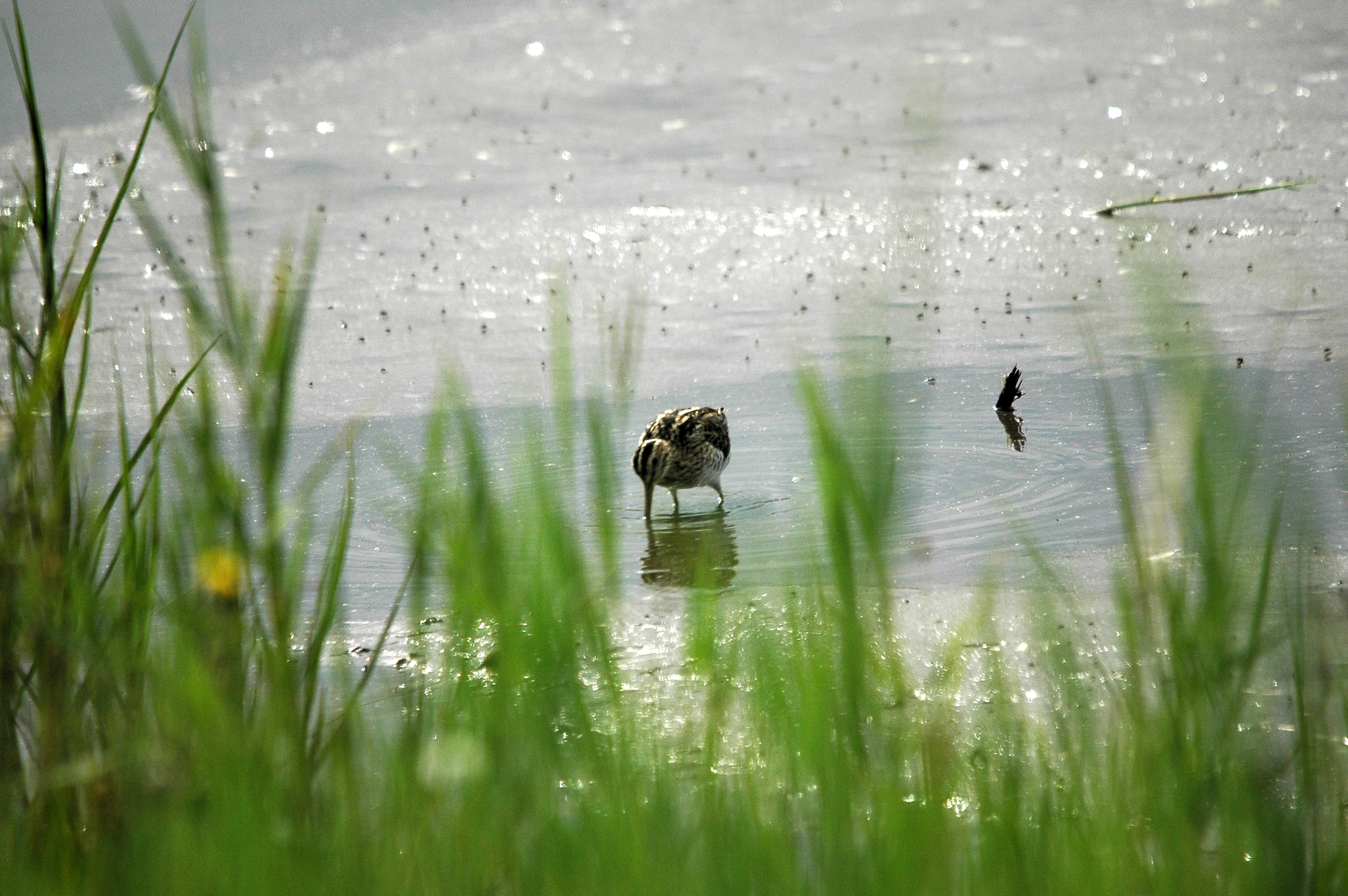 photos/wildlife/Bird_Species/063-Waders/1593-Common_Snipe/dsc_2918.jpg