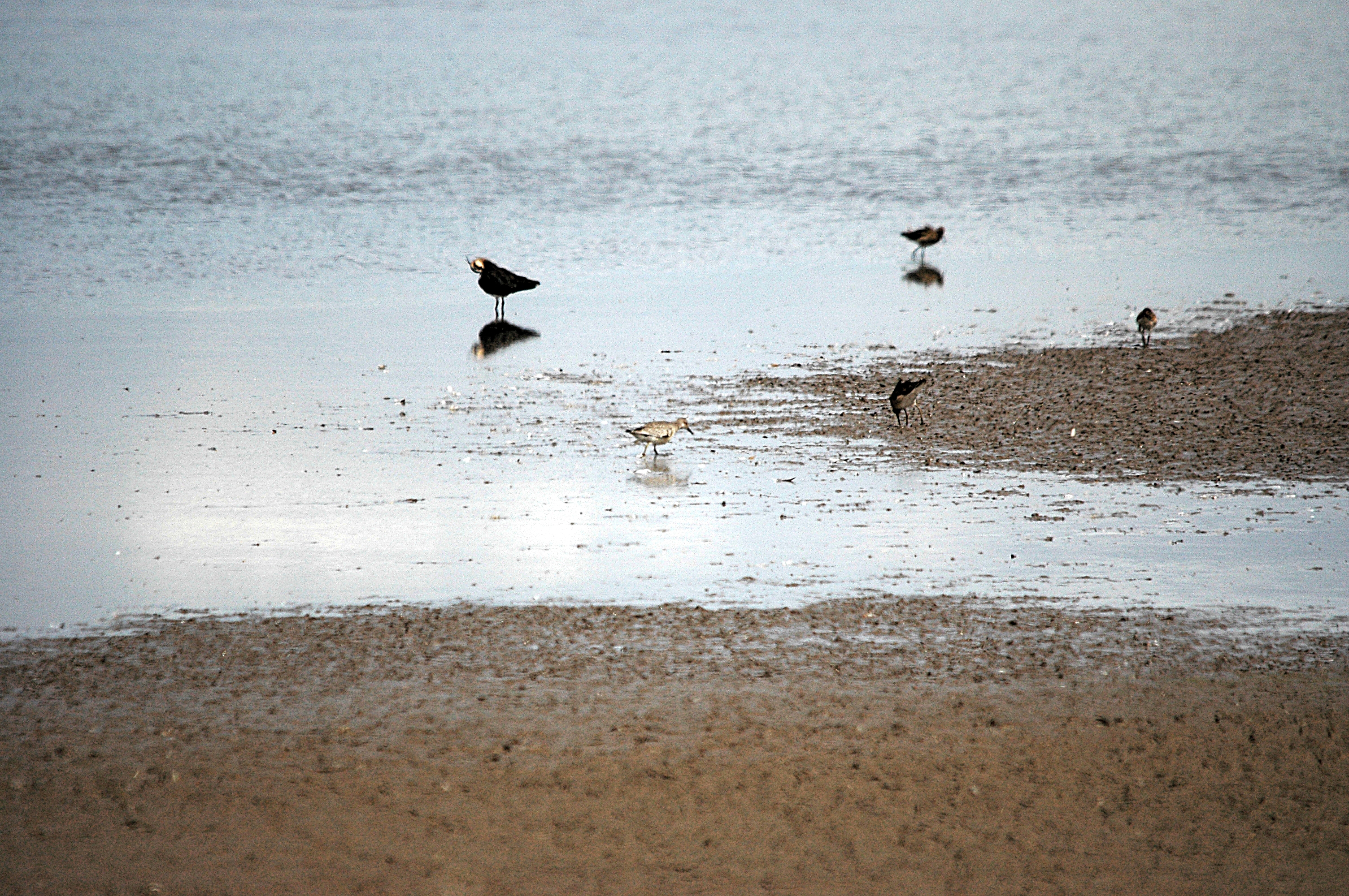 photos/wildlife/Bird_Species/063-Waders/1606-Red_Knot/DSC_7184.JPG