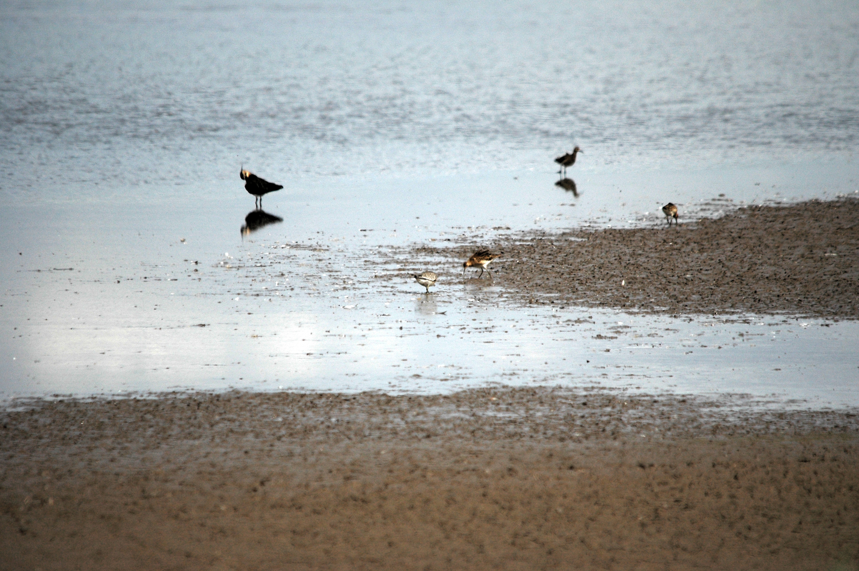 photos/wildlife/Bird_Species/063-Waders/1606-Red_Knot/DSC_7185.JPG