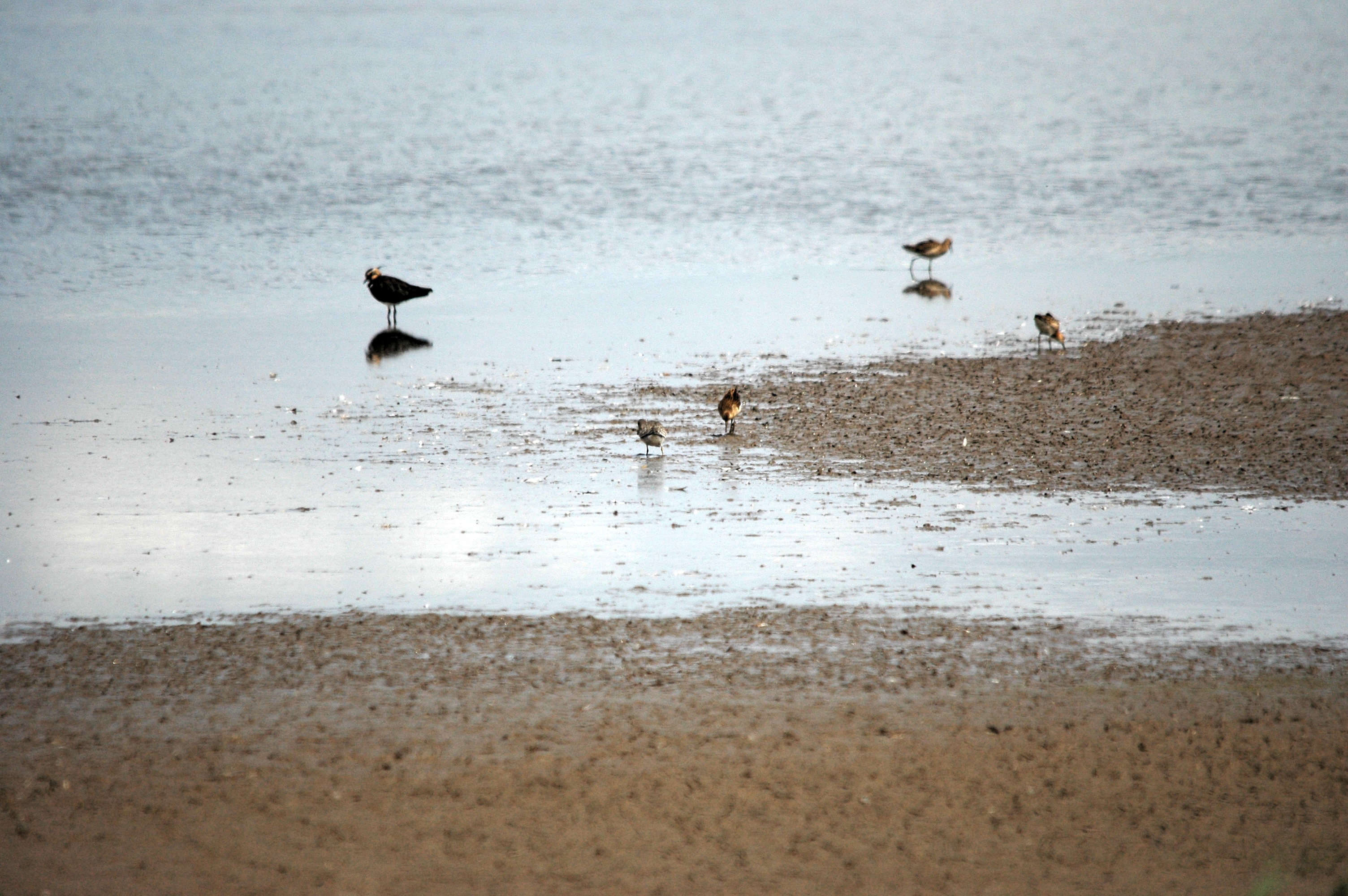 photos/wildlife/Bird_Species/063-Waders/1606-Red_Knot/DSC_7186.JPG