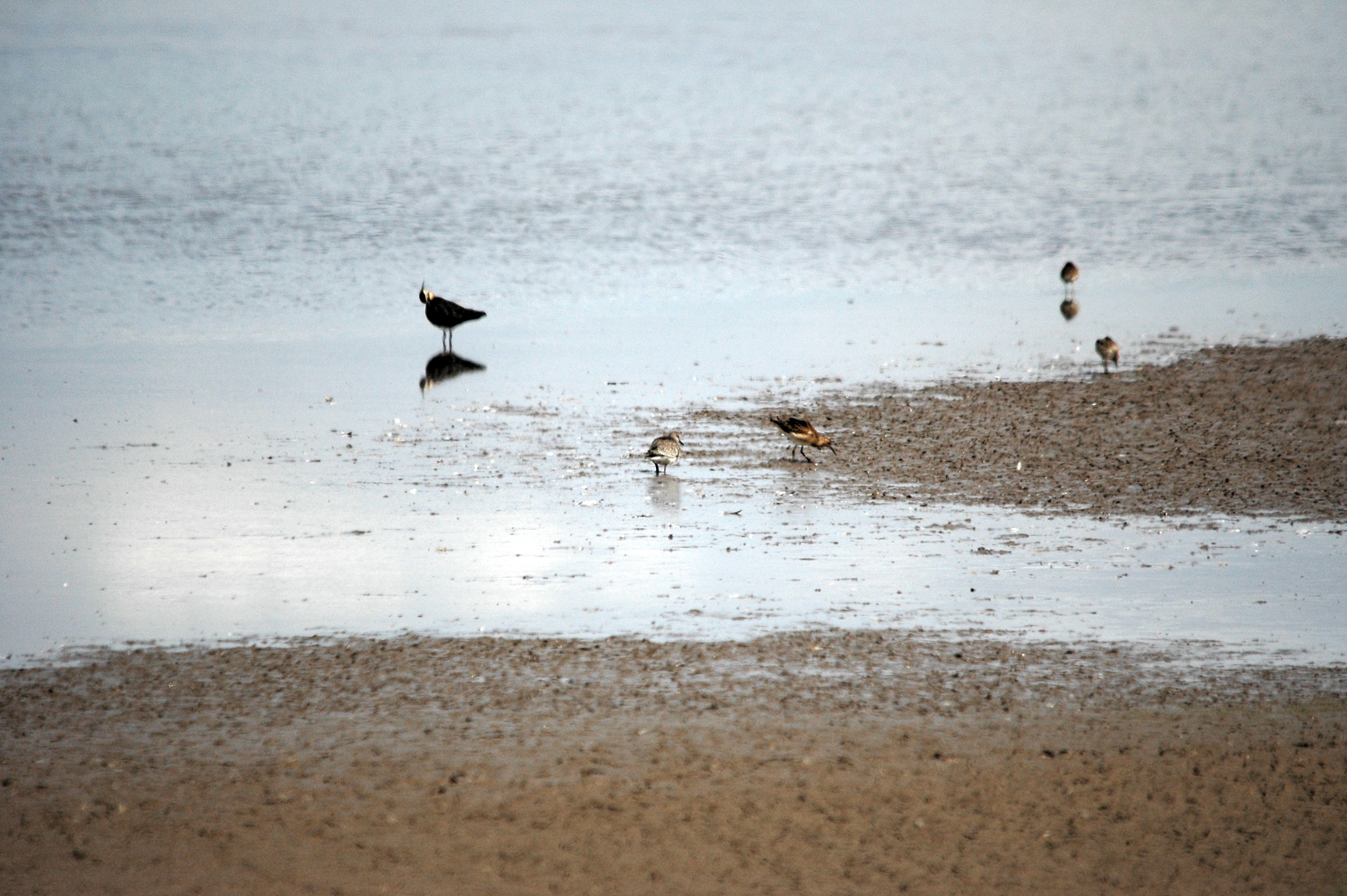 photos/wildlife/Bird_Species/063-Waders/1606-Red_Knot/DSC_7187.JPG