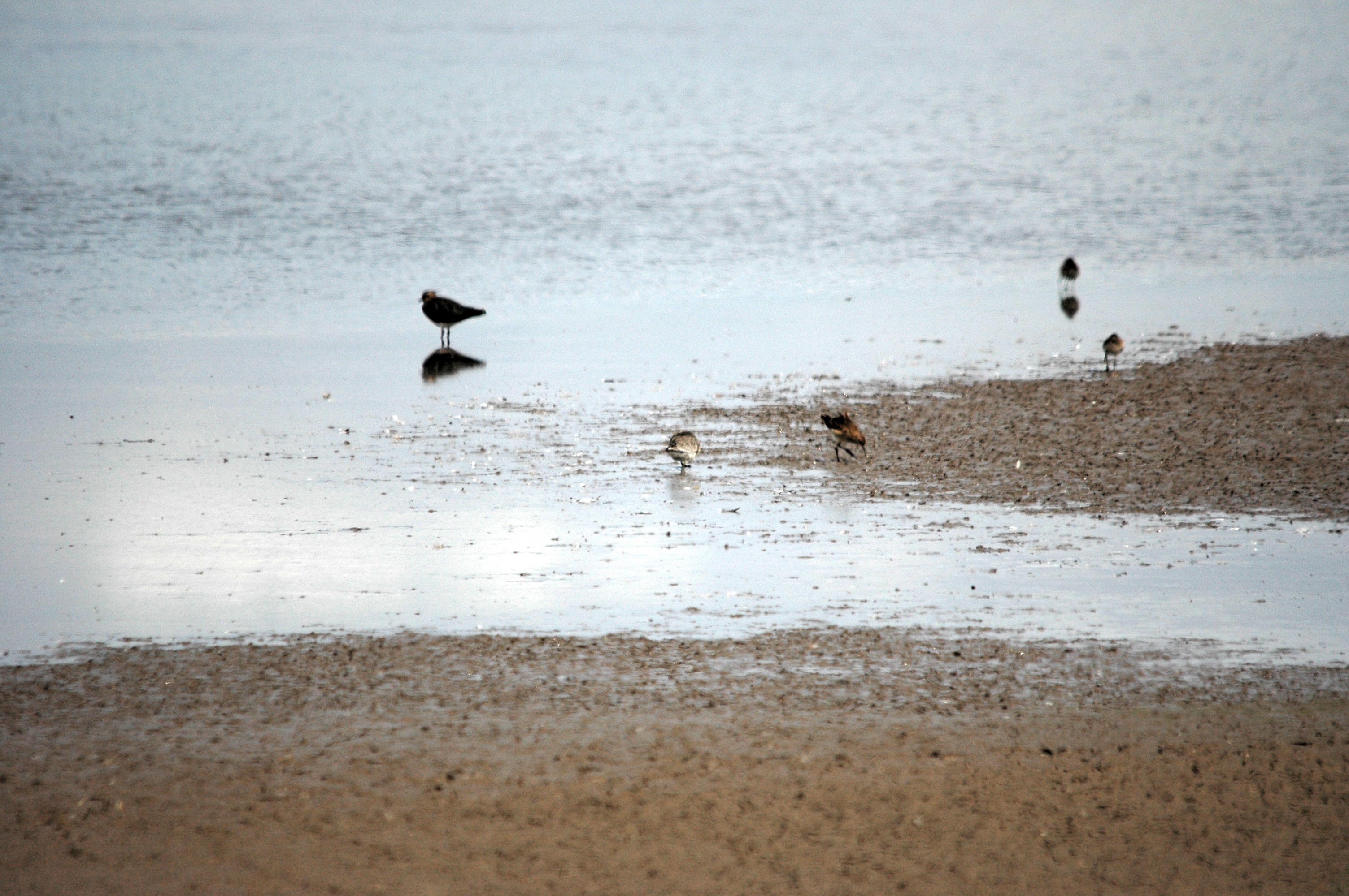 photos/wildlife/Bird_Species/063-Waders/1606-Red_Knot/DSC_7188.JPG