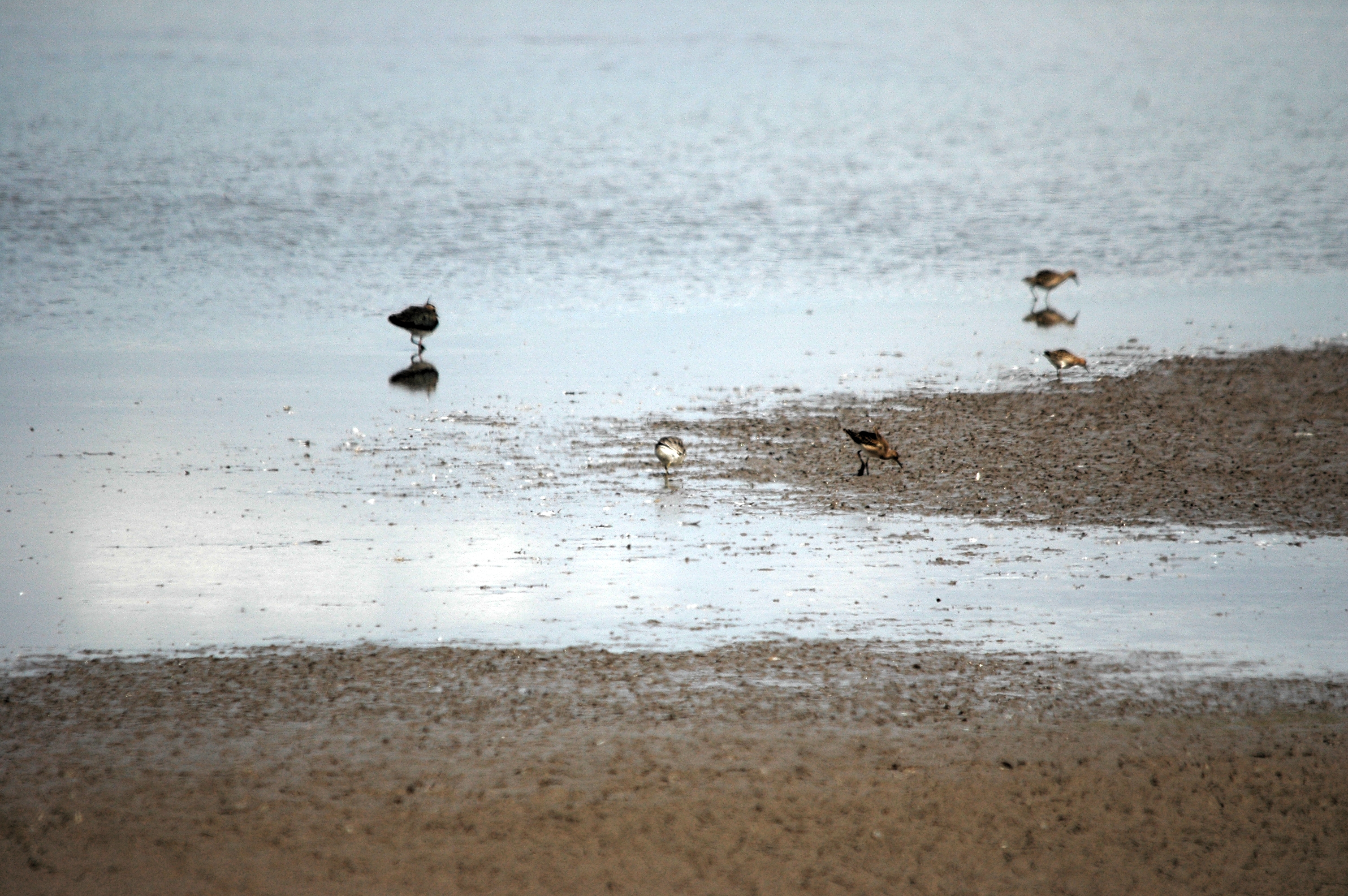 photos/wildlife/Bird_Species/063-Waders/1606-Red_Knot/DSC_7189.JPG