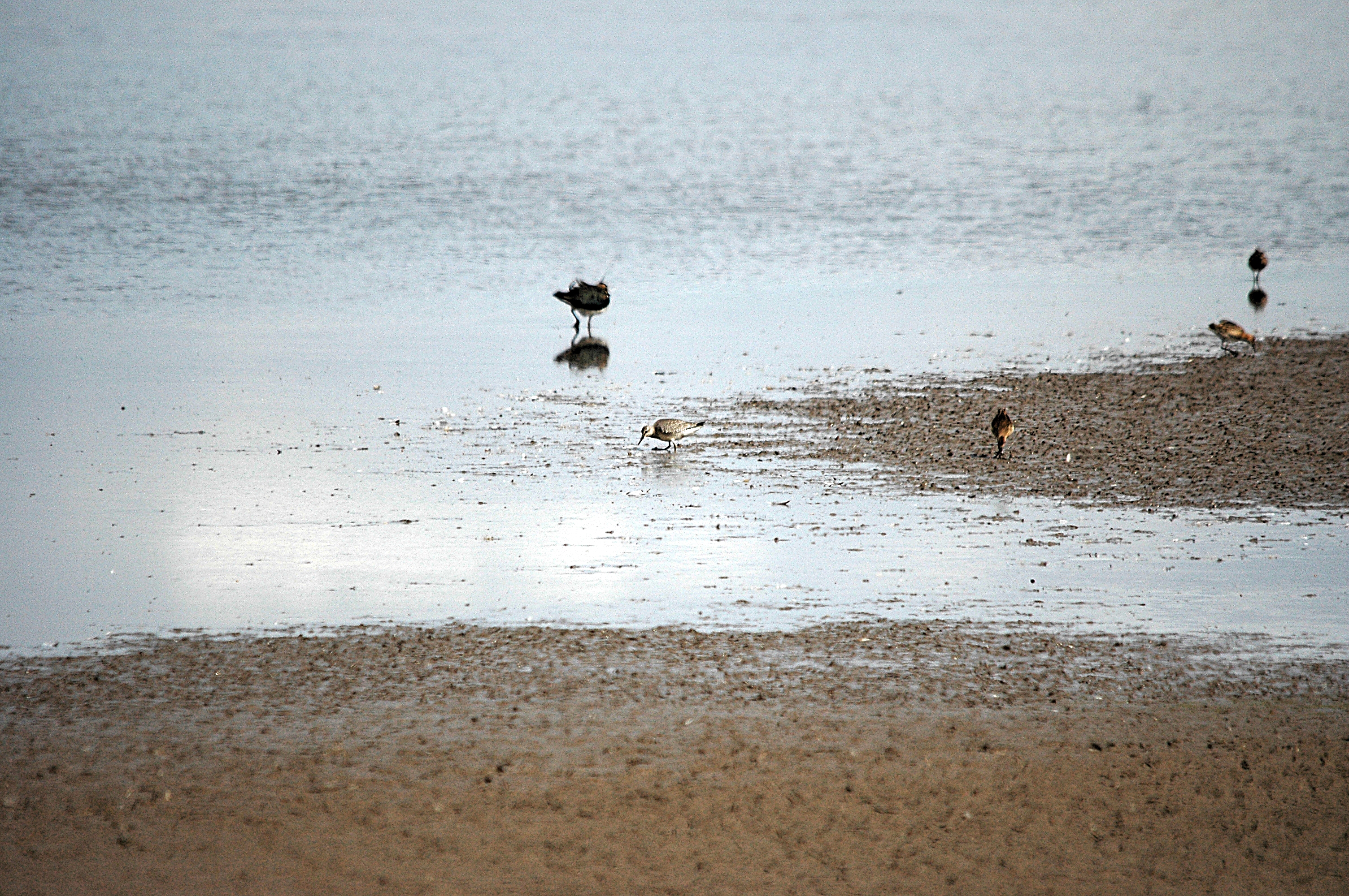 photos/wildlife/Bird_Species/063-Waders/1606-Red_Knot/DSC_7190.JPG