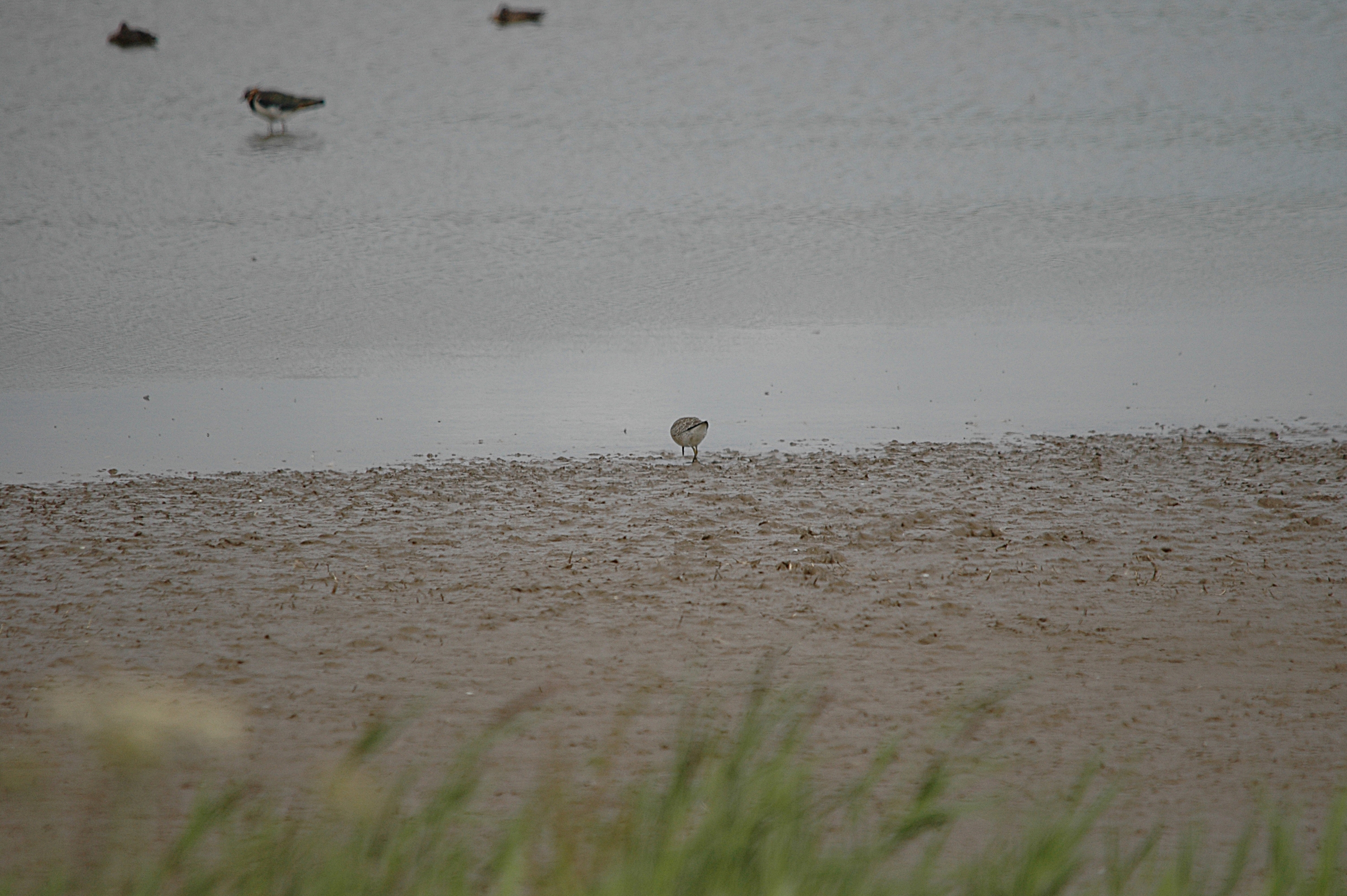 photos/wildlife/Bird_Species/063-Waders/1606-Red_Knot/DSC_7191.JPG