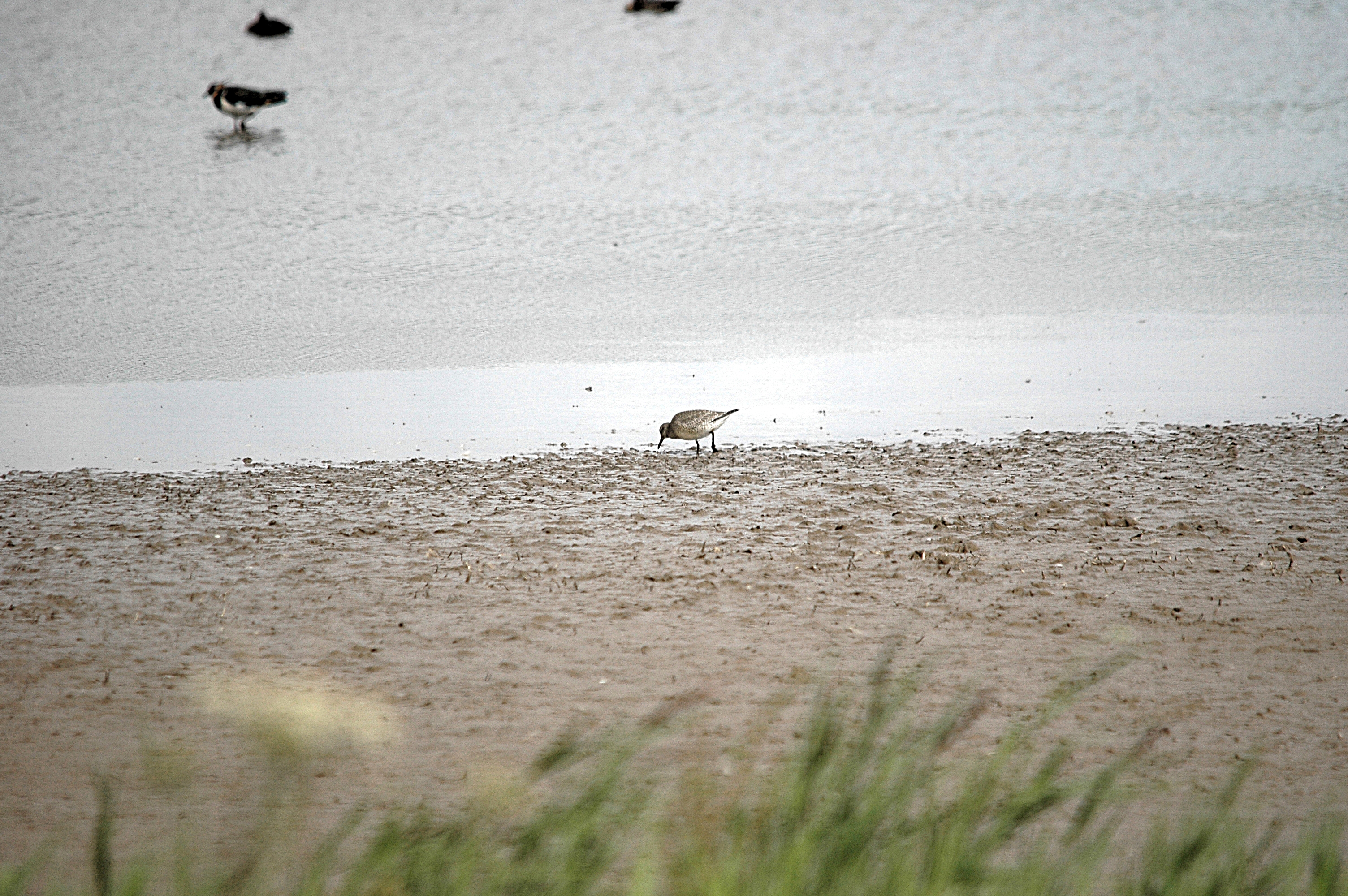 photos/wildlife/Bird_Species/063-Waders/1606-Red_Knot/DSC_7192.JPG