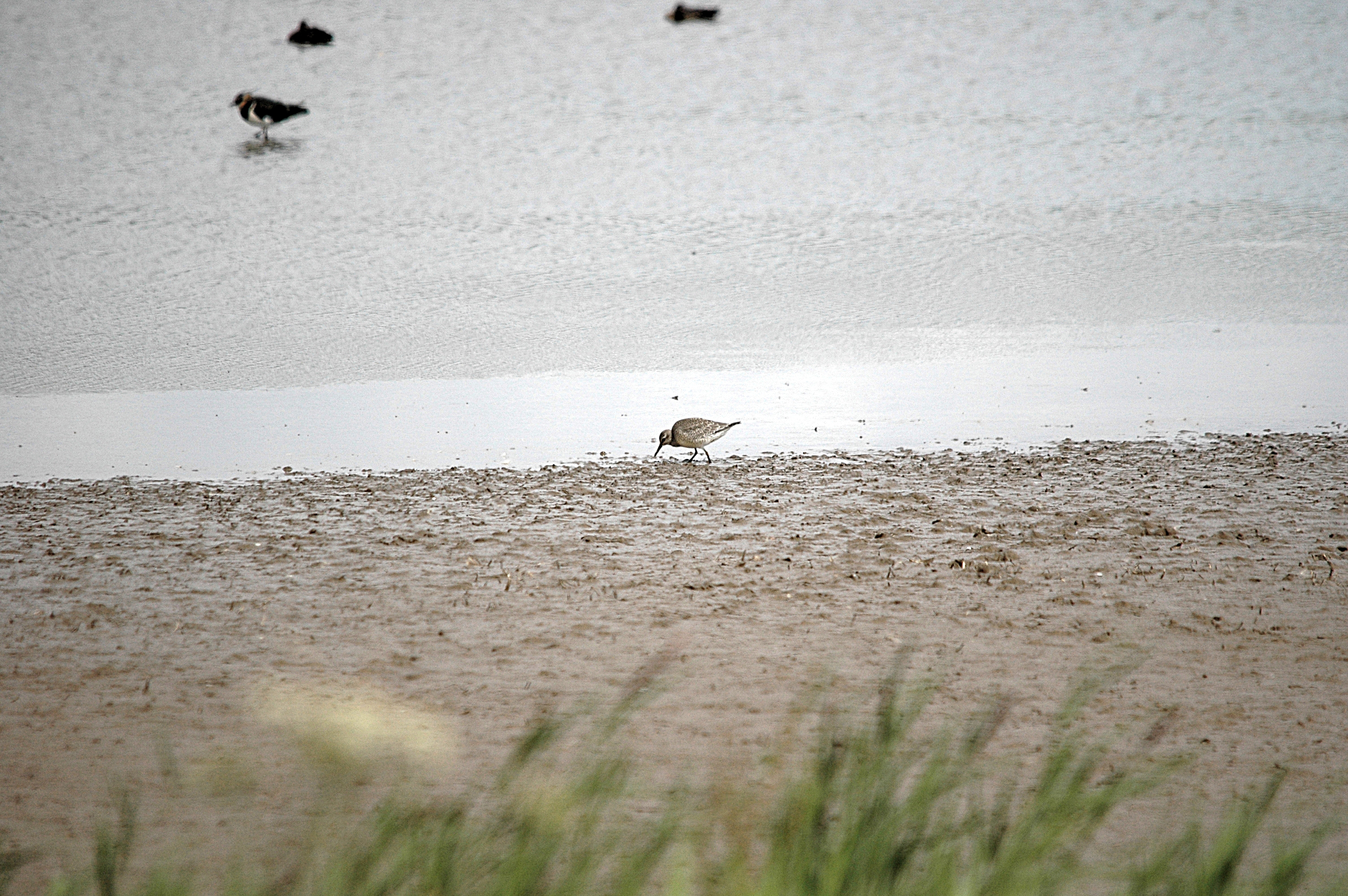 photos/wildlife/Bird_Species/063-Waders/1606-Red_Knot/DSC_7193.JPG