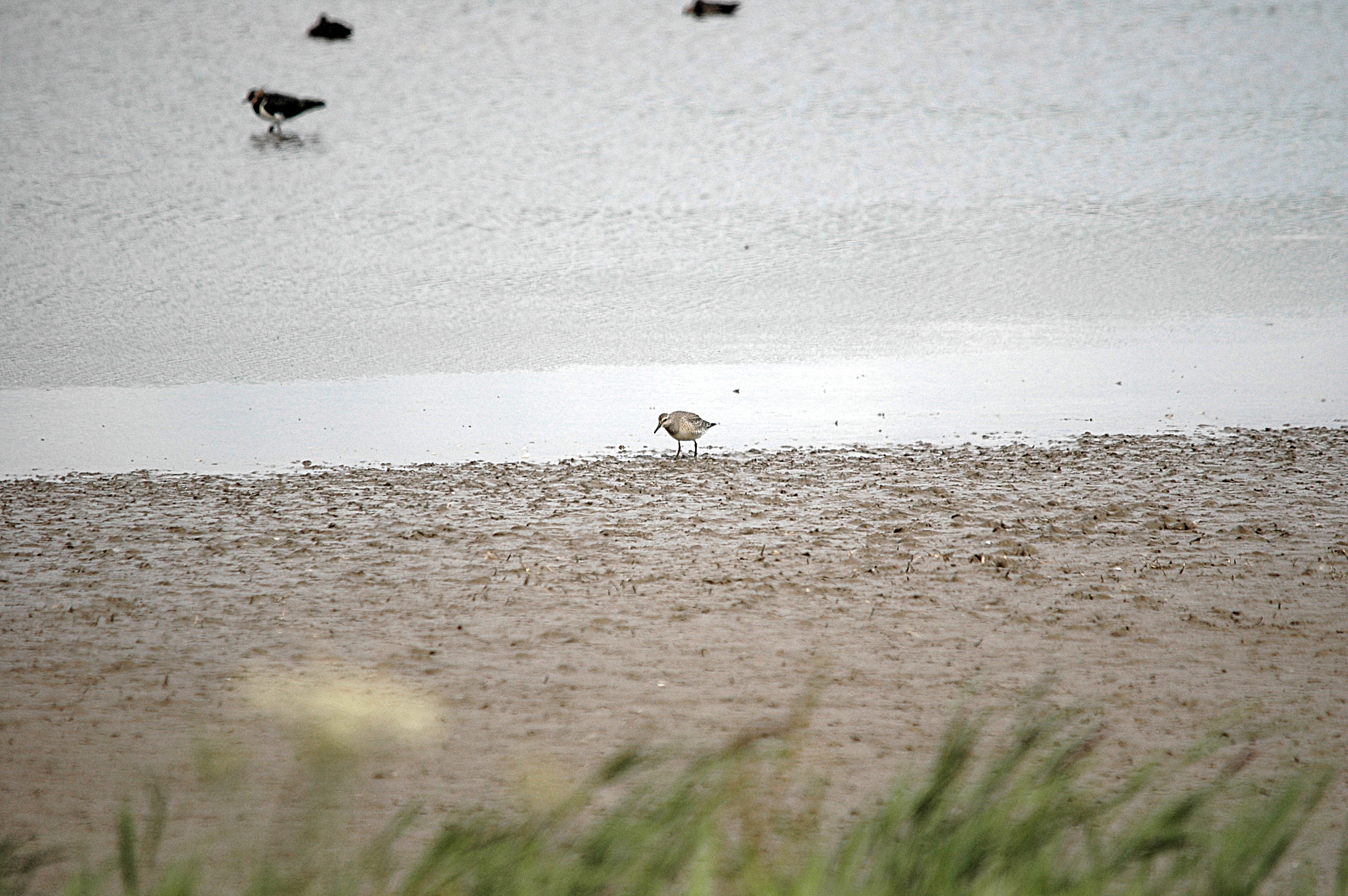 photos/wildlife/Bird_Species/063-Waders/1606-Red_Knot/DSC_7194.JPG