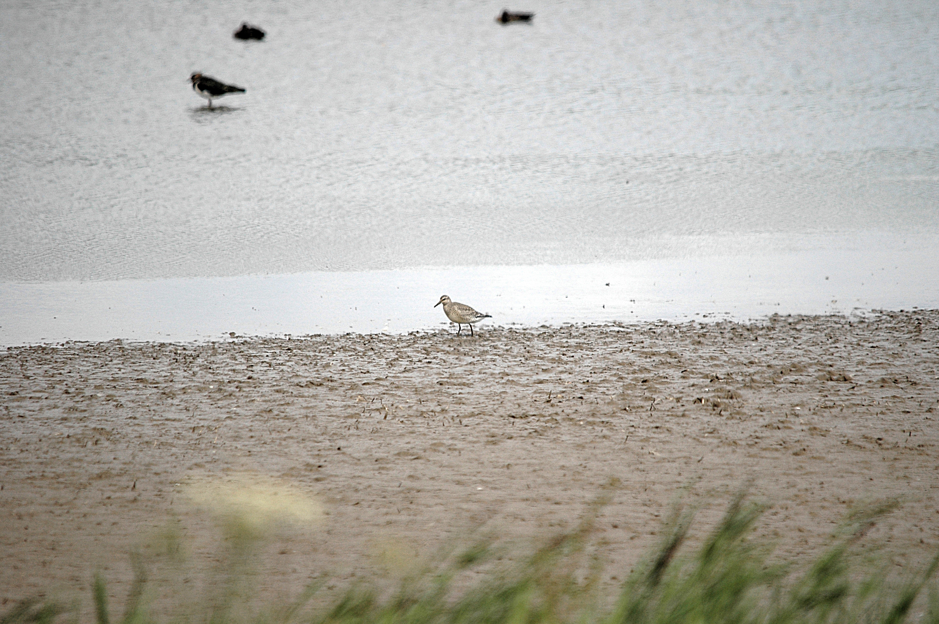 photos/wildlife/Bird_Species/063-Waders/1606-Red_Knot/DSC_7195.JPG