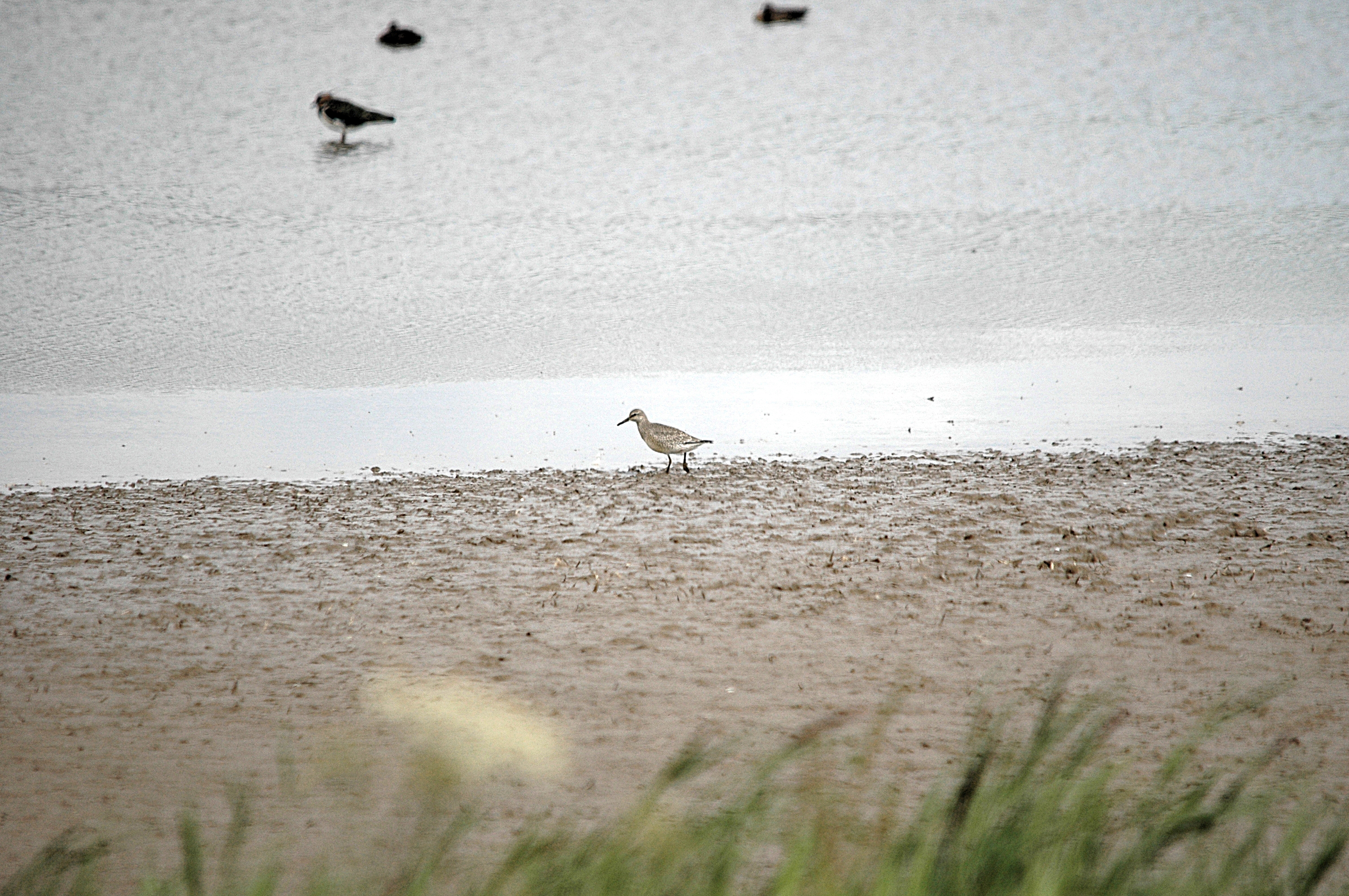 photos/wildlife/Bird_Species/063-Waders/1606-Red_Knot/DSC_7196.JPG