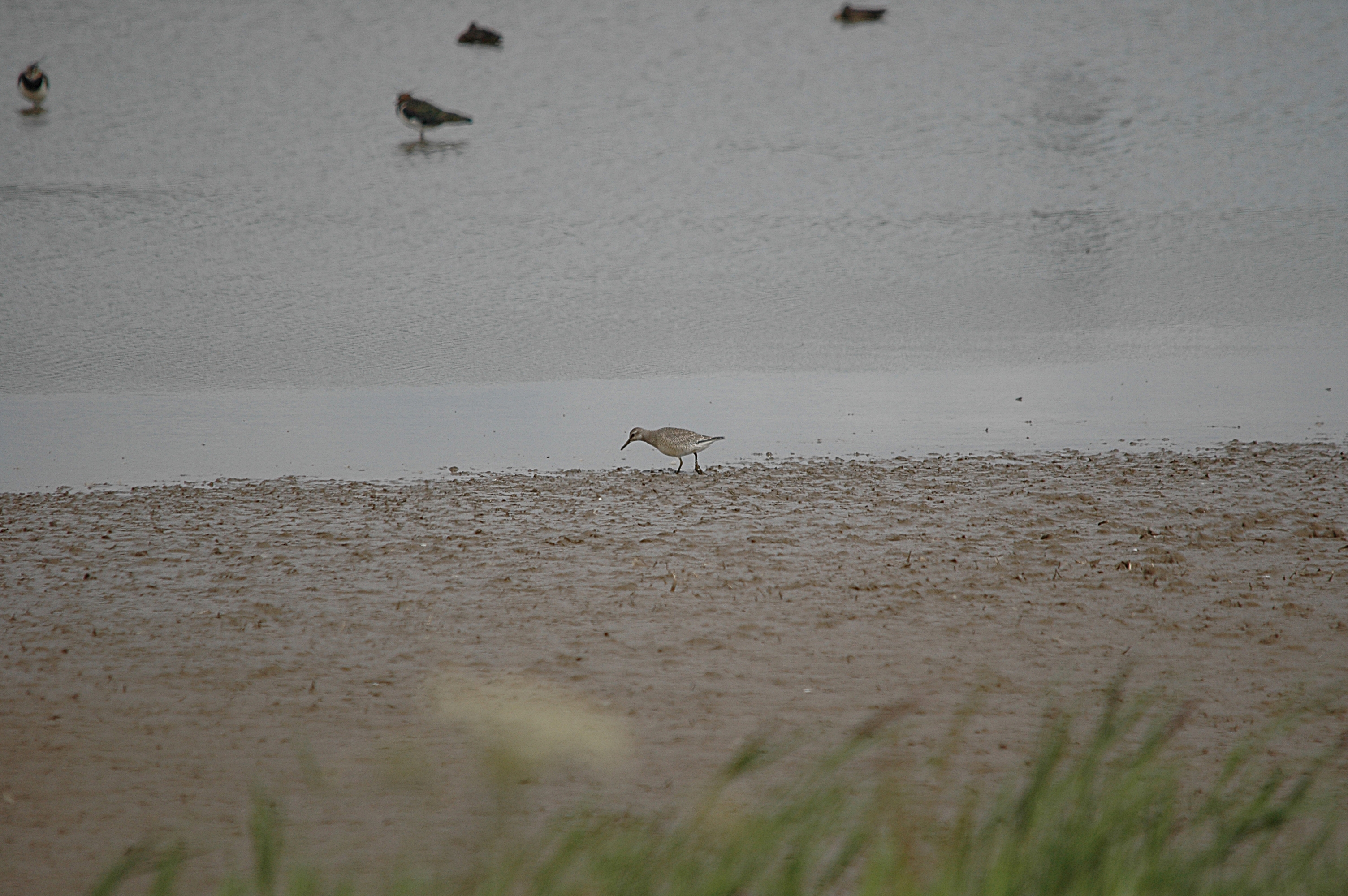photos/wildlife/Bird_Species/063-Waders/1606-Red_Knot/DSC_7197.JPG