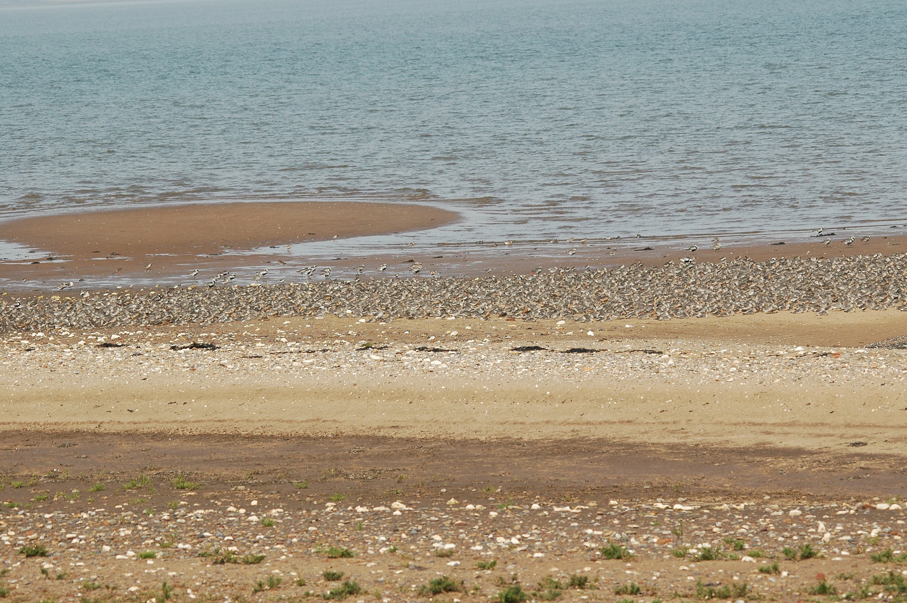 photos/wildlife/Bird_Species/063-Waders/1606-Red_Knot/dsc_3386.jpg
