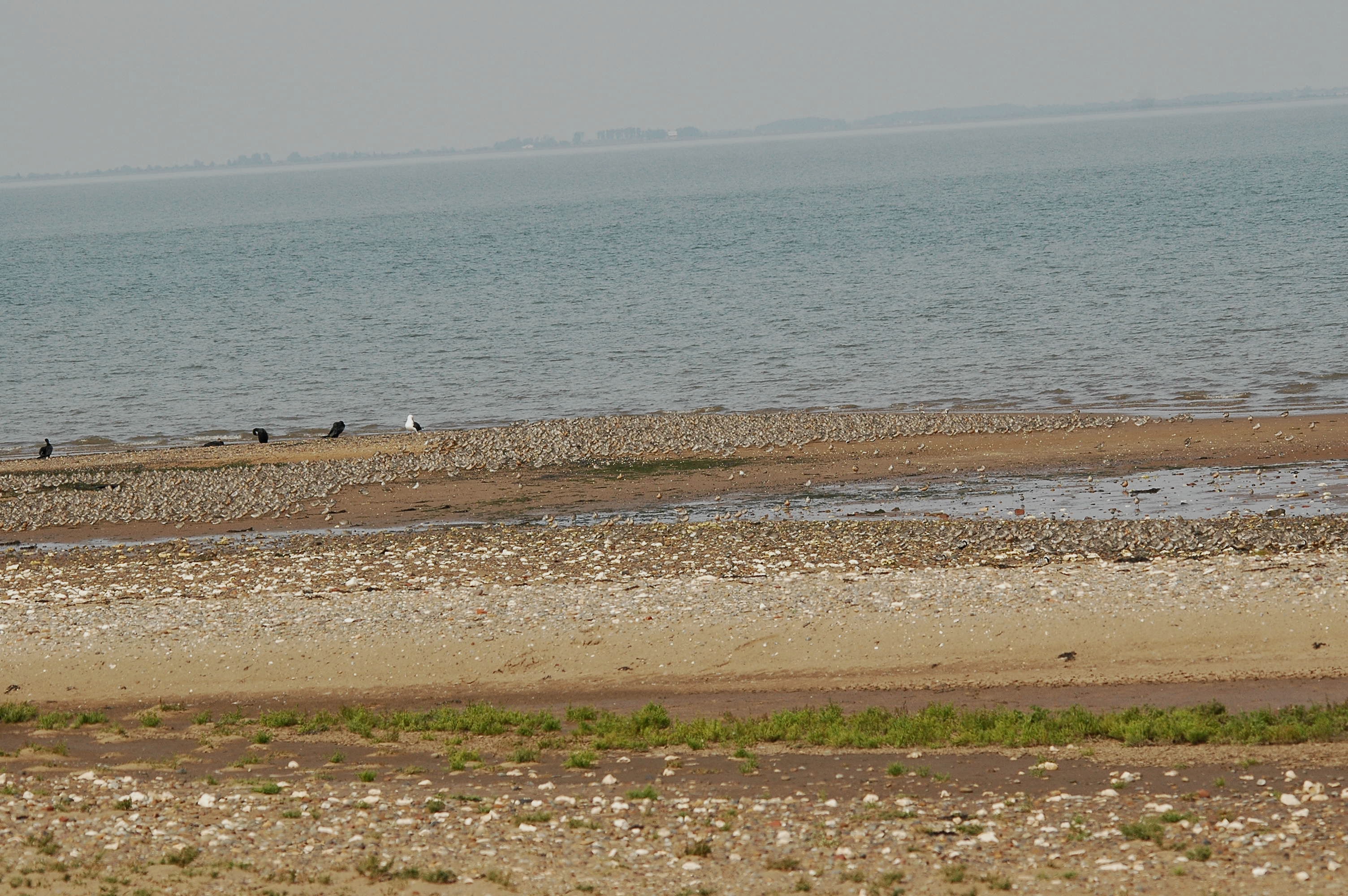 photos/wildlife/Bird_Species/063-Waders/1606-Red_Knot/dsc_3387.jpg