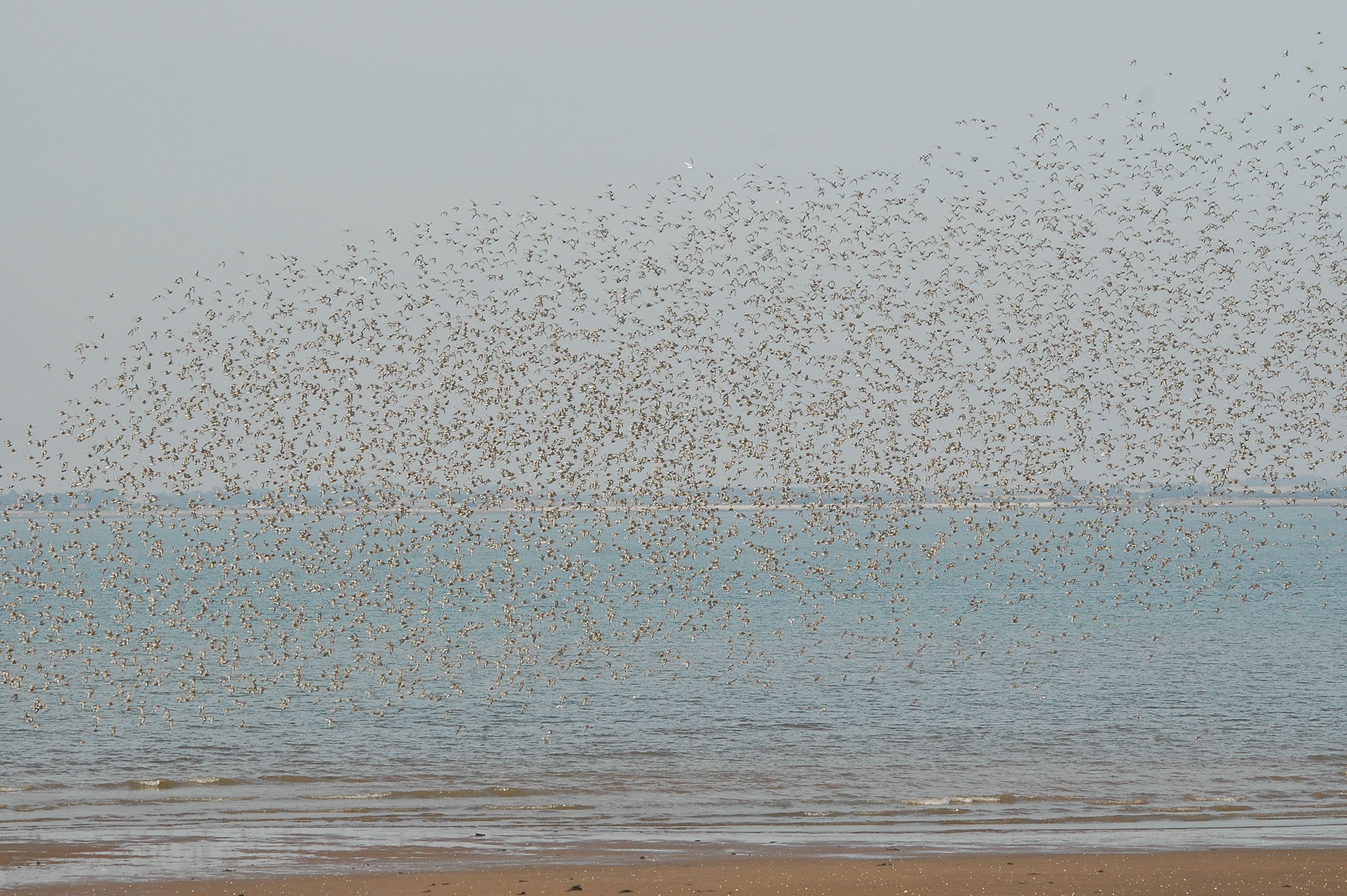 photos/wildlife/Bird_Species/063-Waders/1606-Red_Knot/dsc_3394.jpg