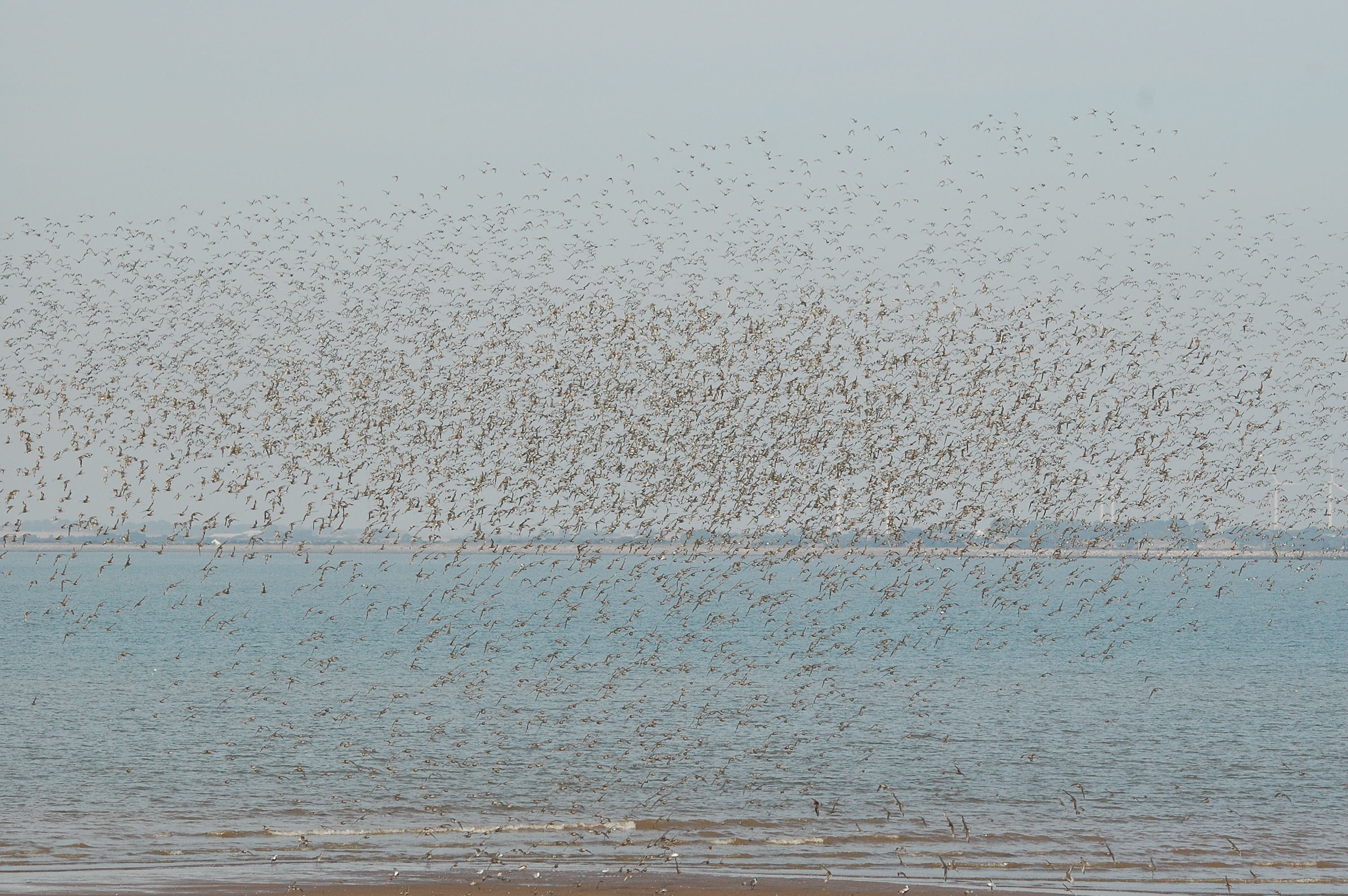 photos/wildlife/Bird_Species/063-Waders/1606-Red_Knot/dsc_3395.jpg
