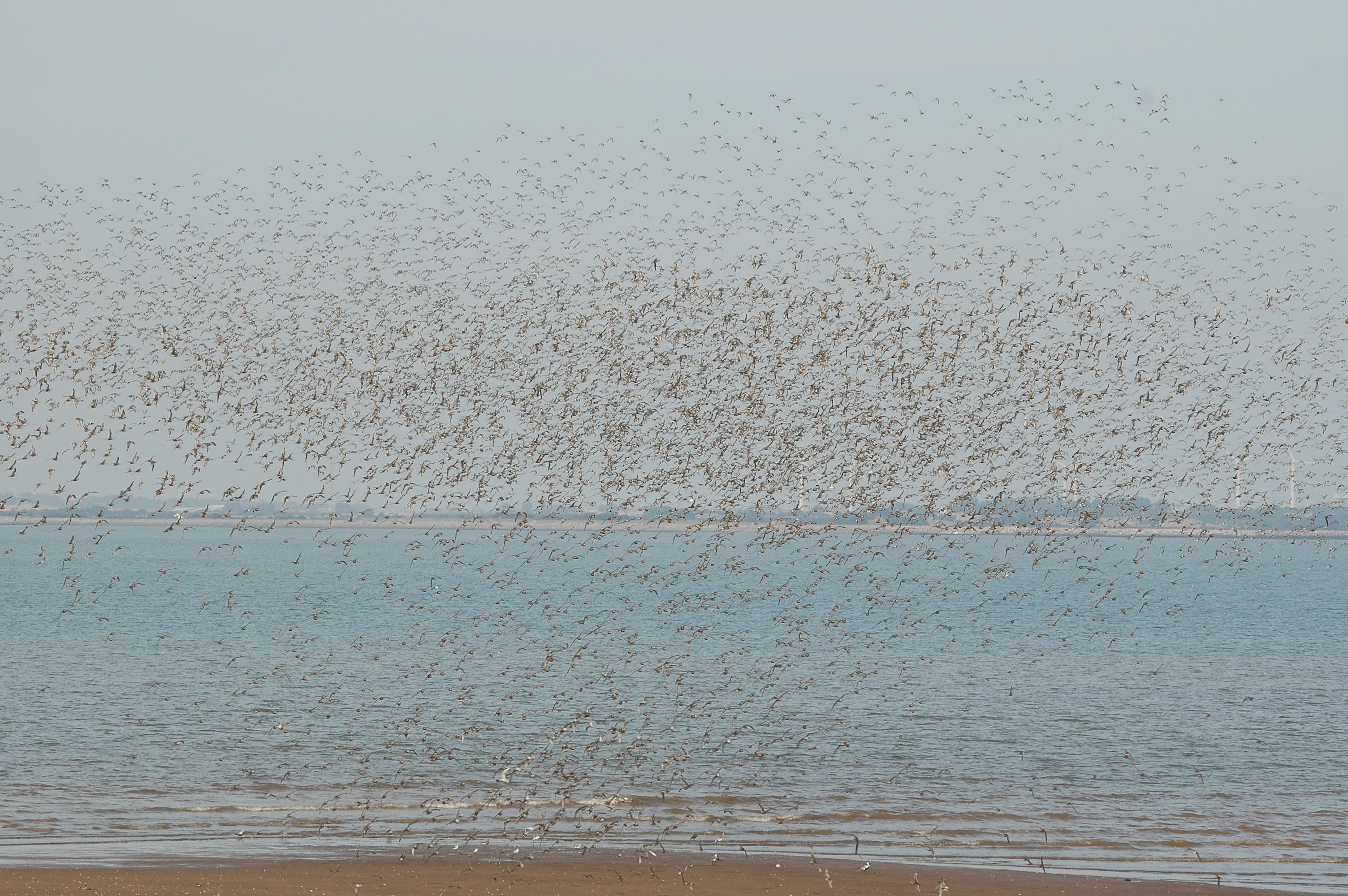 photos/wildlife/Bird_Species/063-Waders/1606-Red_Knot/dsc_3396.jpg