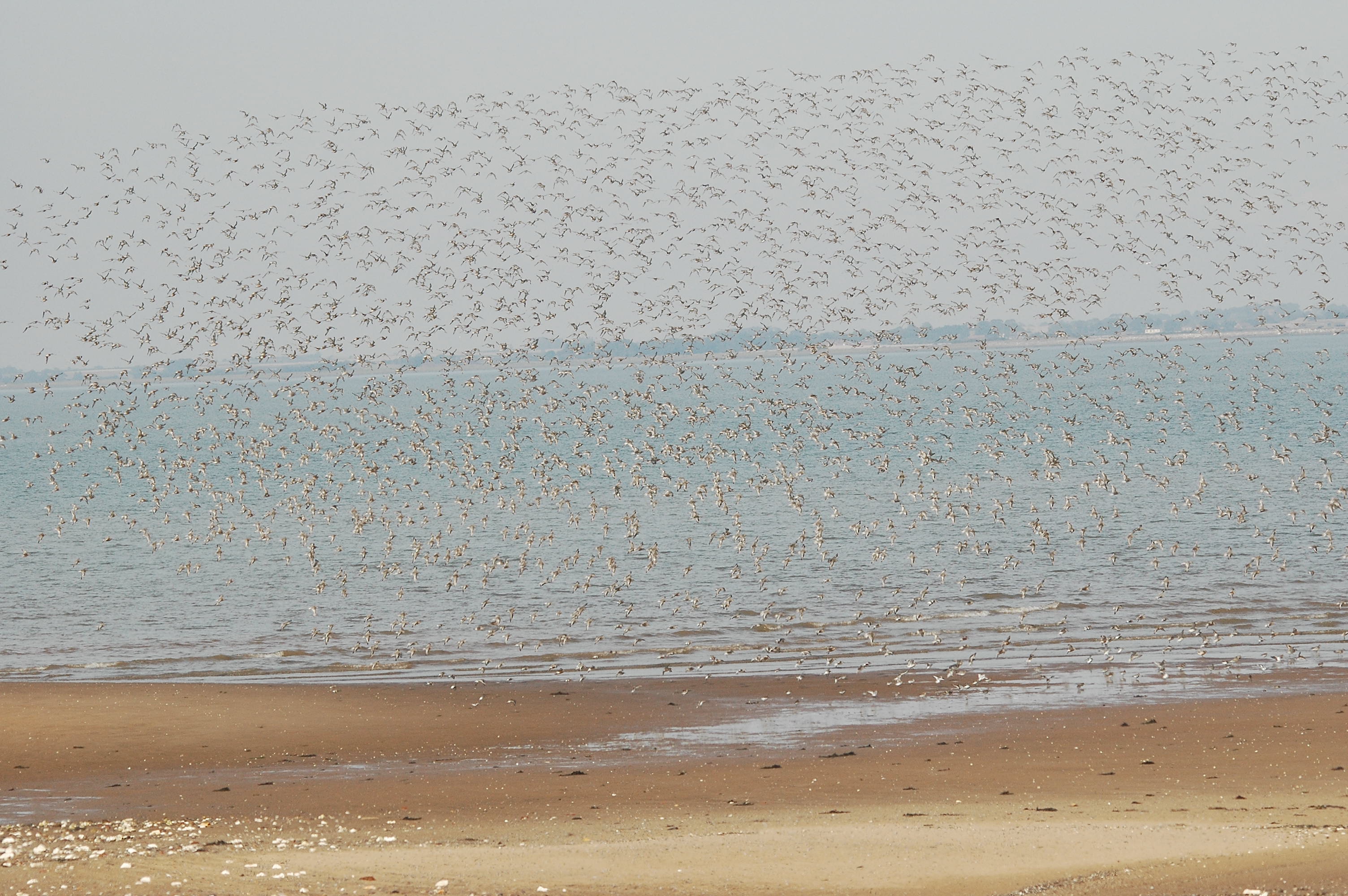 photos/wildlife/Bird_Species/063-Waders/1606-Red_Knot/dsc_3397.jpg