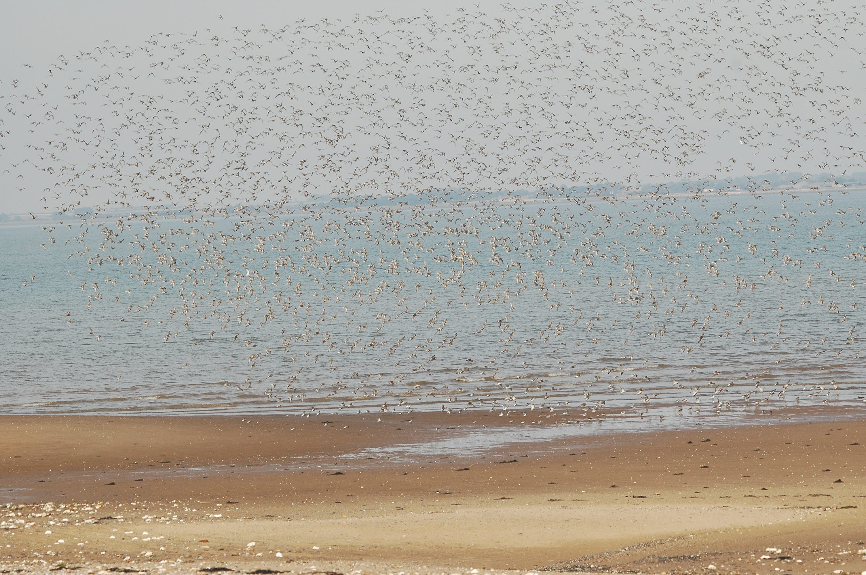 photos/wildlife/Bird_Species/063-Waders/1606-Red_Knot/dsc_3398.jpg