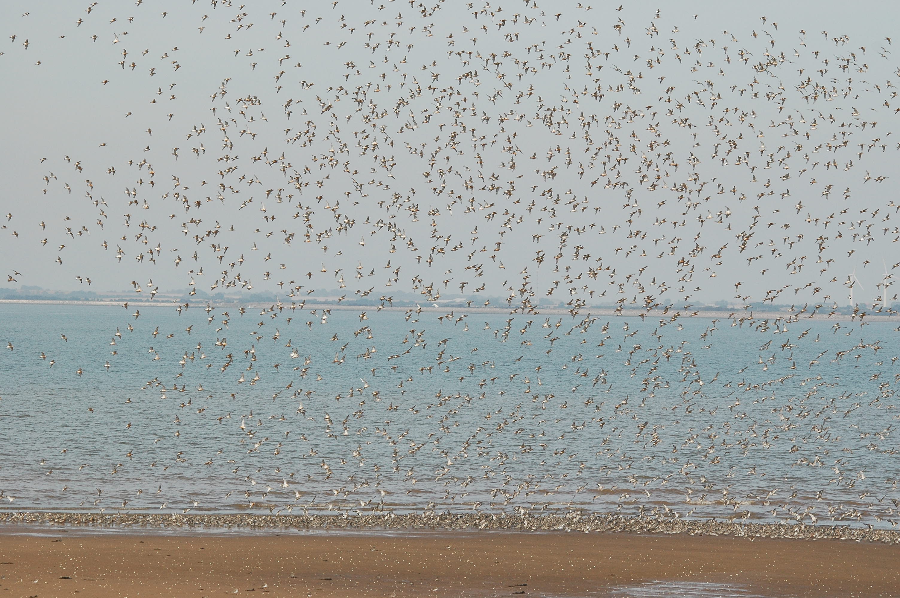photos/wildlife/Bird_Species/063-Waders/1606-Red_Knot/dsc_3400.jpg
