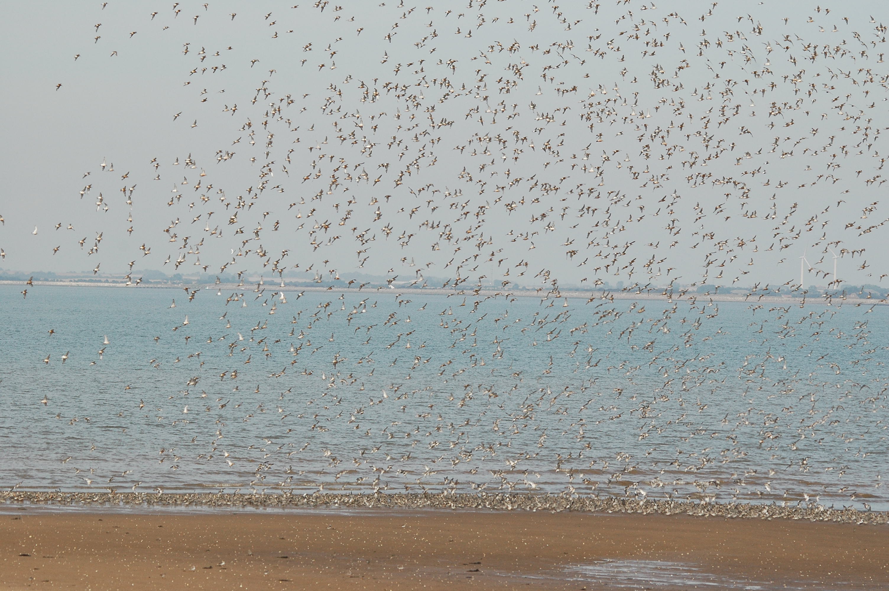 photos/wildlife/Bird_Species/063-Waders/1606-Red_Knot/dsc_3401.jpg