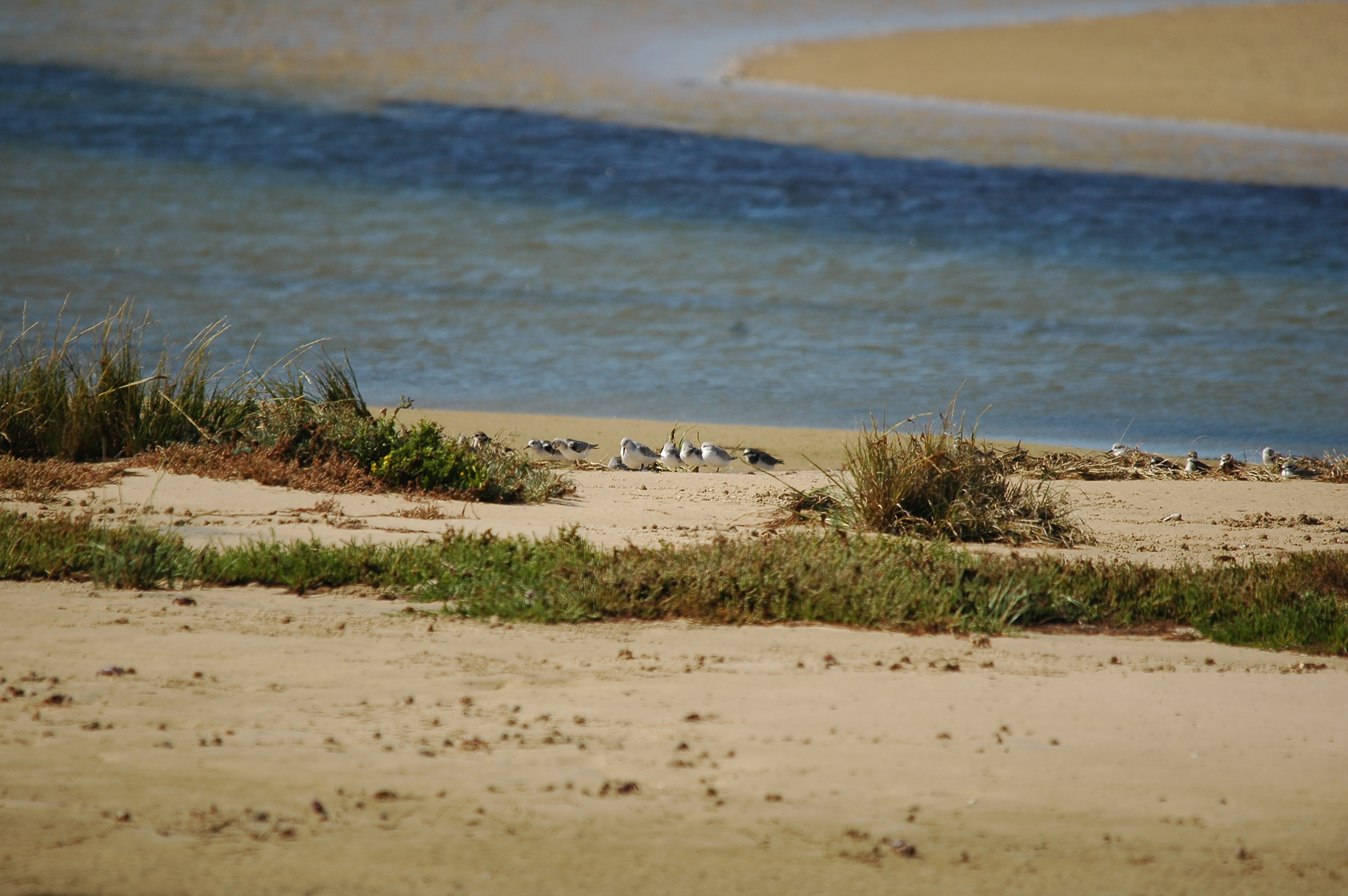 photos/wildlife/Bird_Species/063-Waders/1608-Sanderling/20090923-Spain-01.jpg
