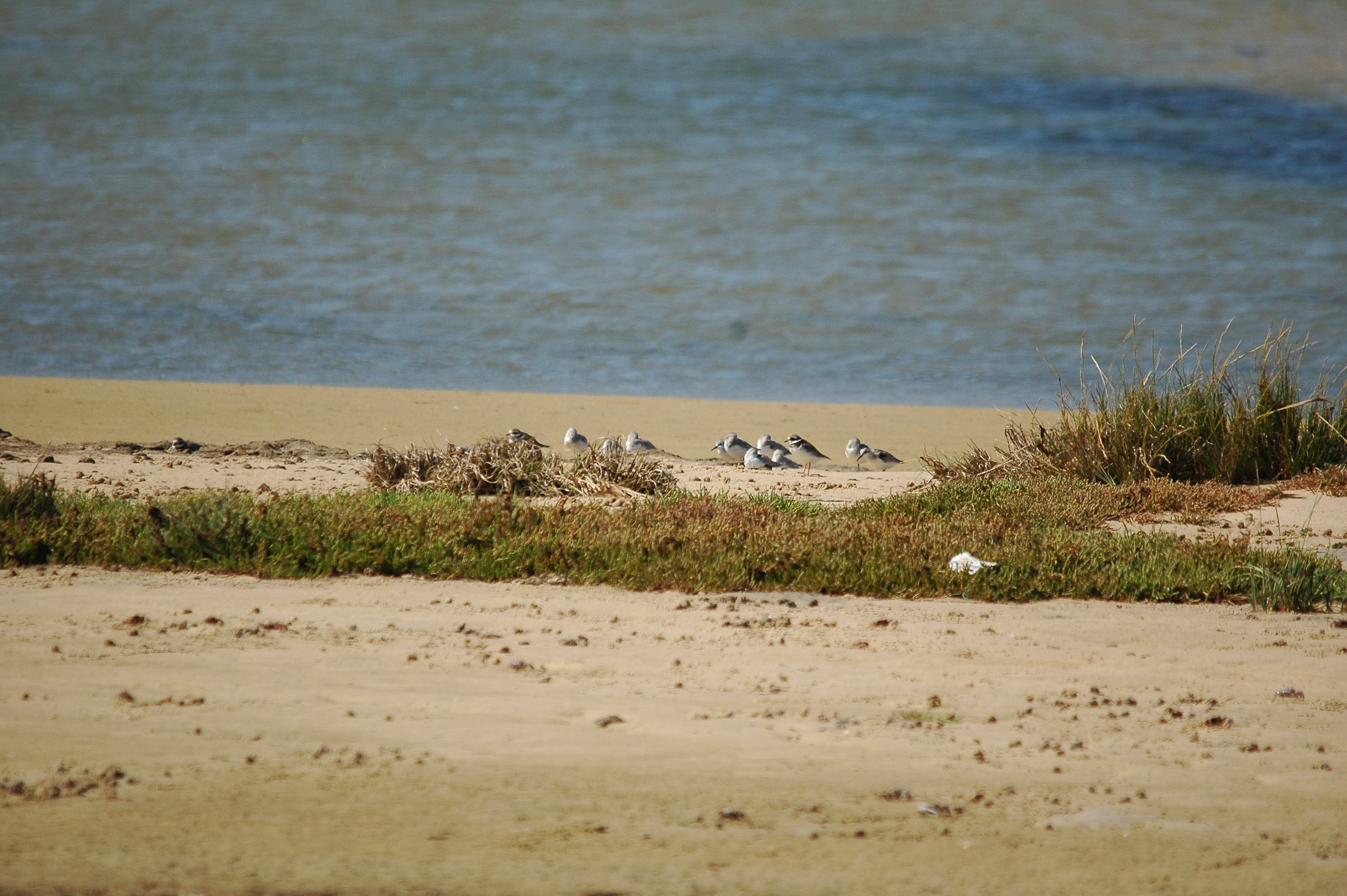 photos/wildlife/Bird_Species/063-Waders/1608-Sanderling/20090923-Spain-02.jpg