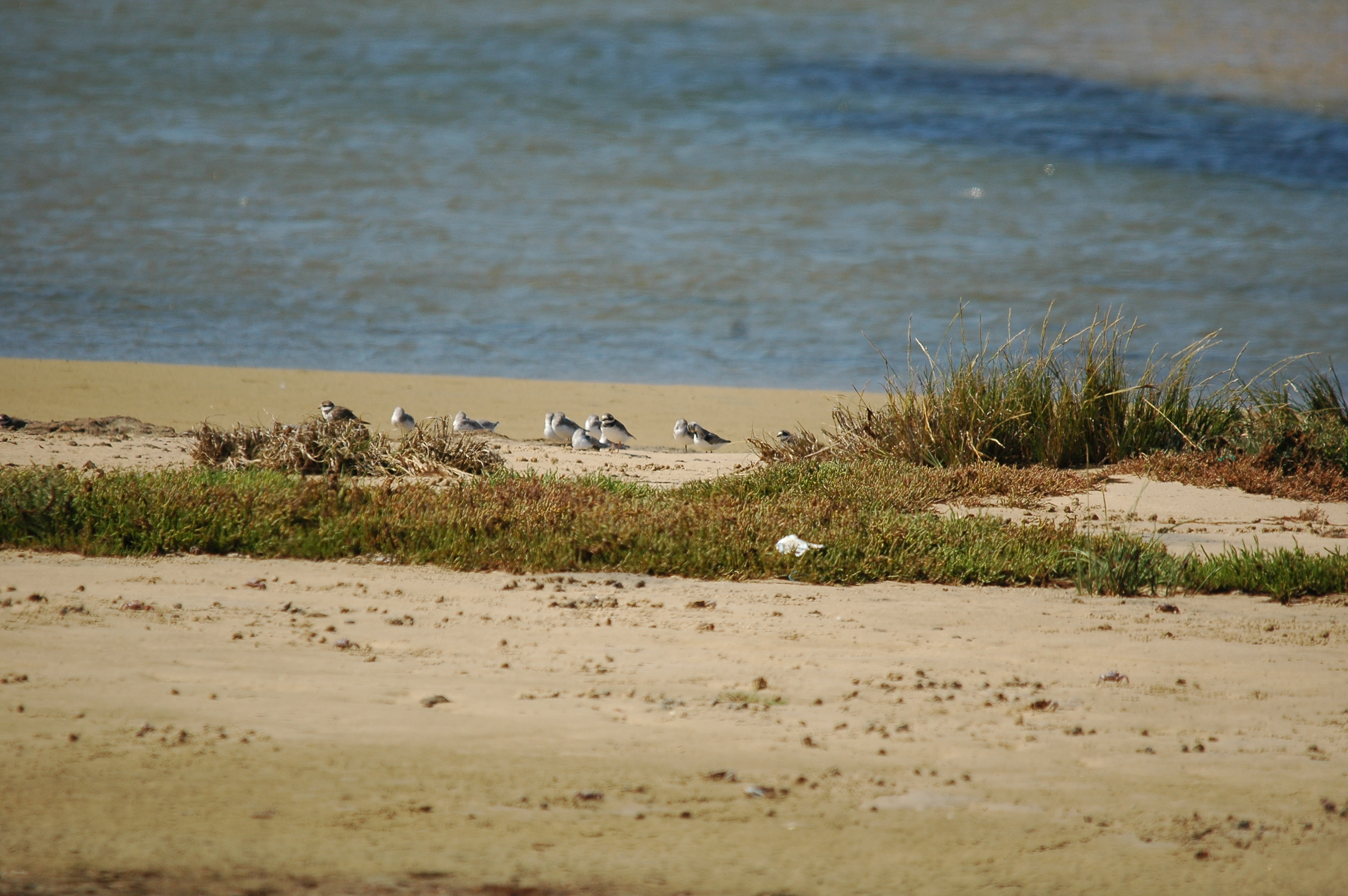 photos/wildlife/Bird_Species/063-Waders/1608-Sanderling/20090923-Spain-03.jpg