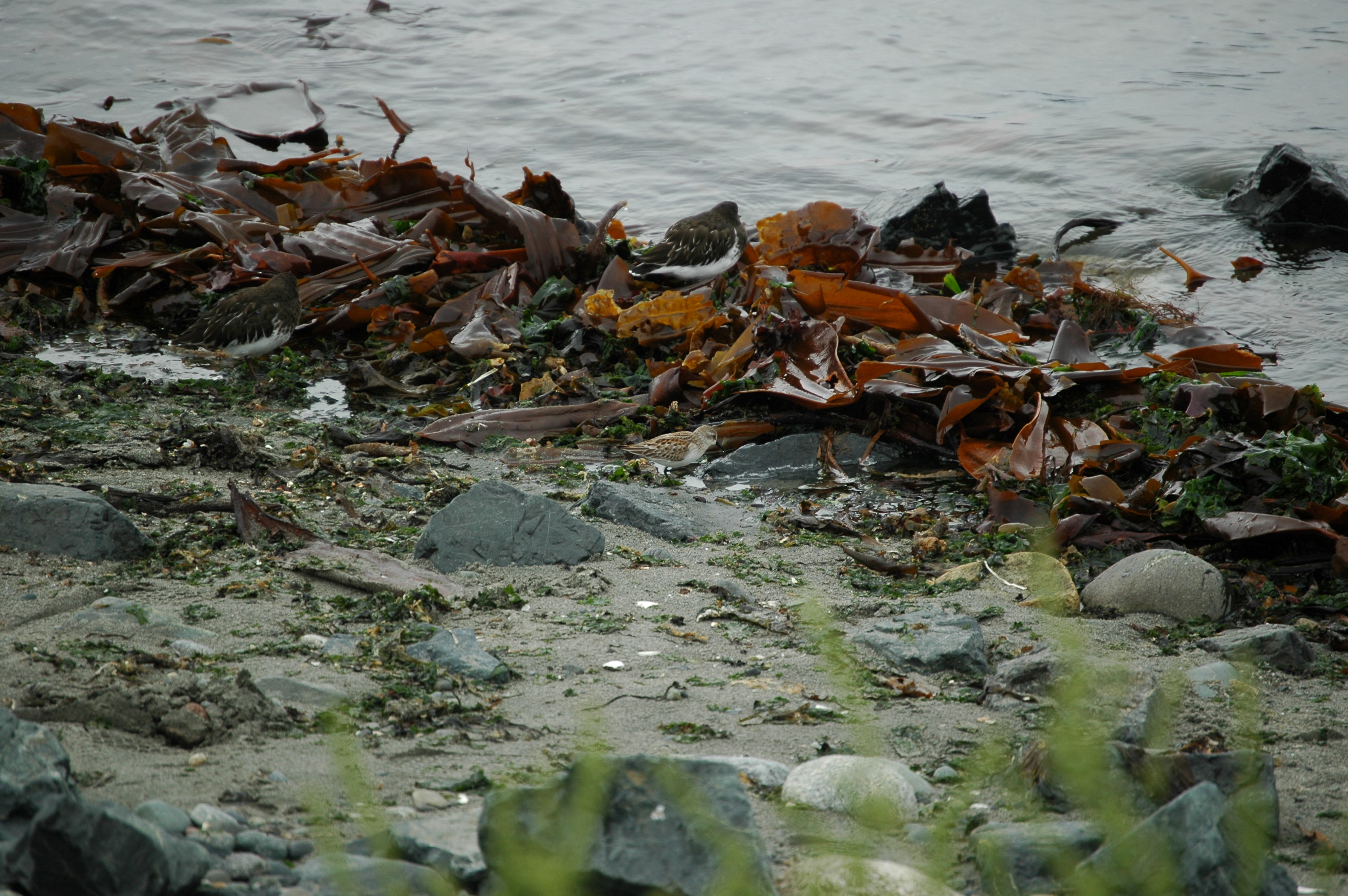 photos/wildlife/Bird_Species/063-Waders/1610-Western_Sandpiper/20070921-Canada-01.jpg