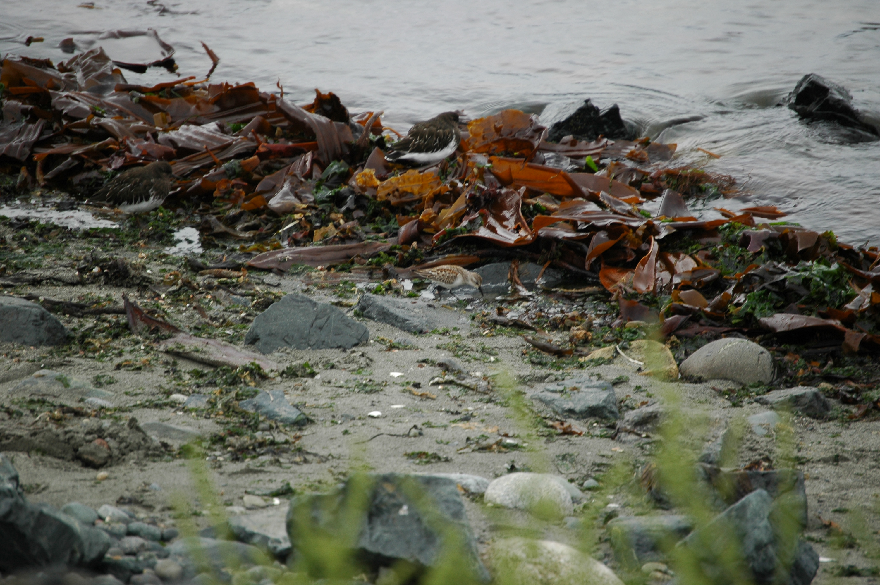 photos/wildlife/Bird_Species/063-Waders/1610-Western_Sandpiper/20070921-Canada-02.jpg