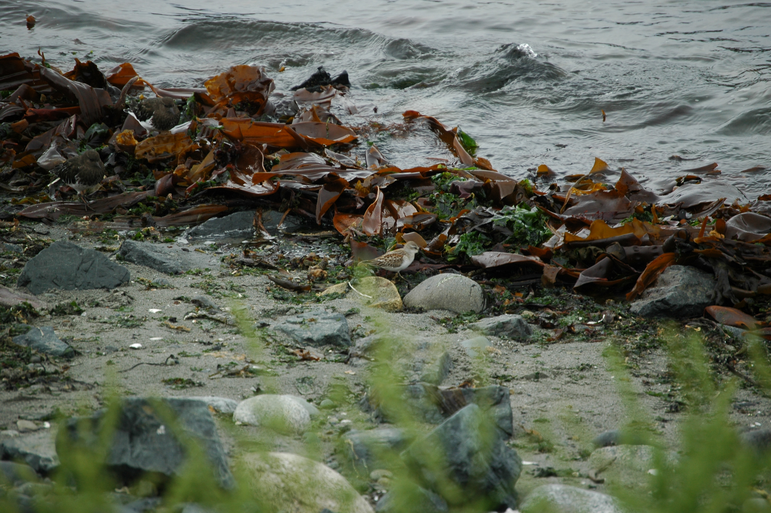 photos/wildlife/Bird_Species/063-Waders/1610-Western_Sandpiper/20070921-Canada-03.jpg