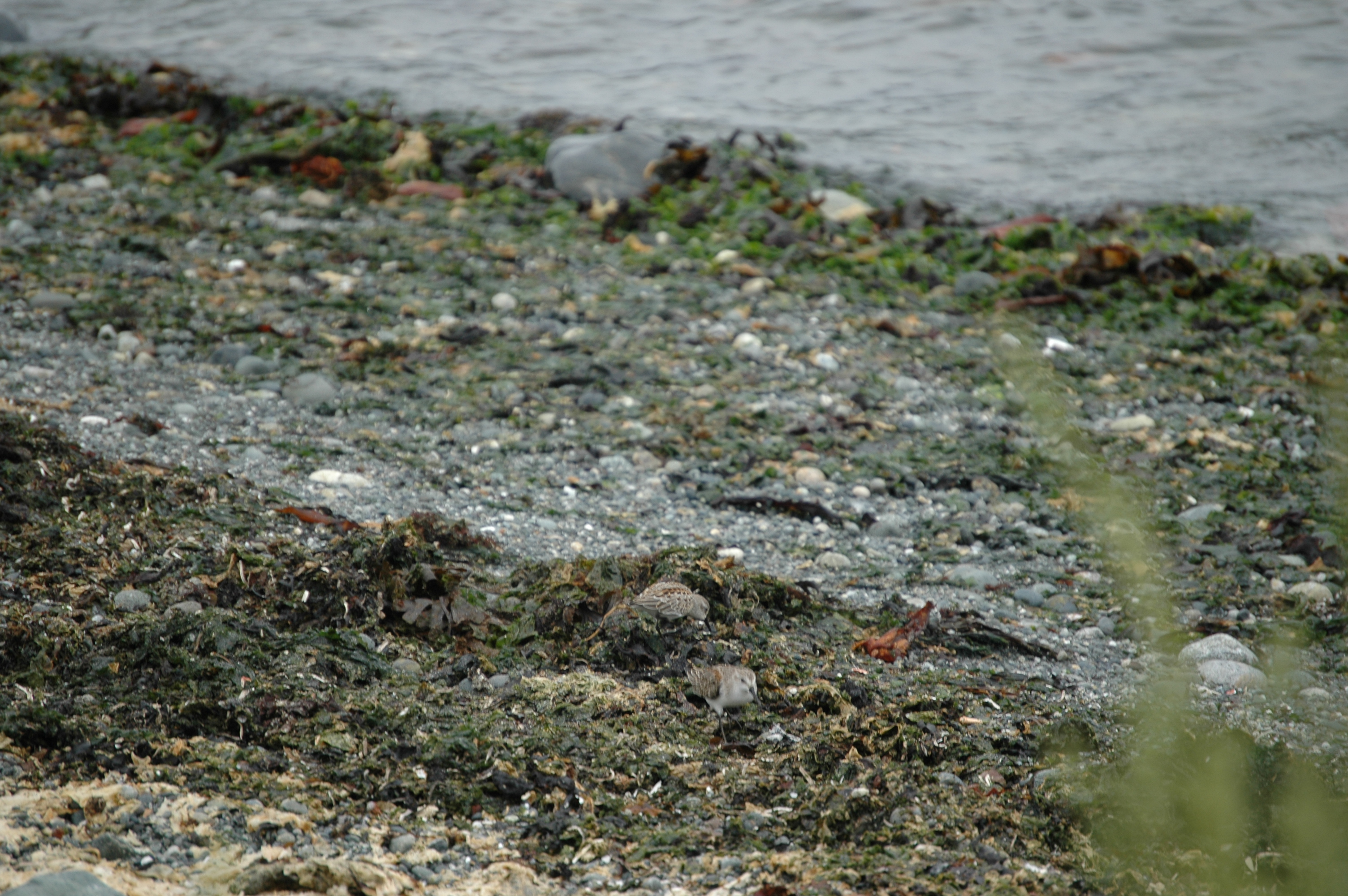 photos/wildlife/Bird_Species/063-Waders/1610-Western_Sandpiper/20070921-Canada-04.jpg