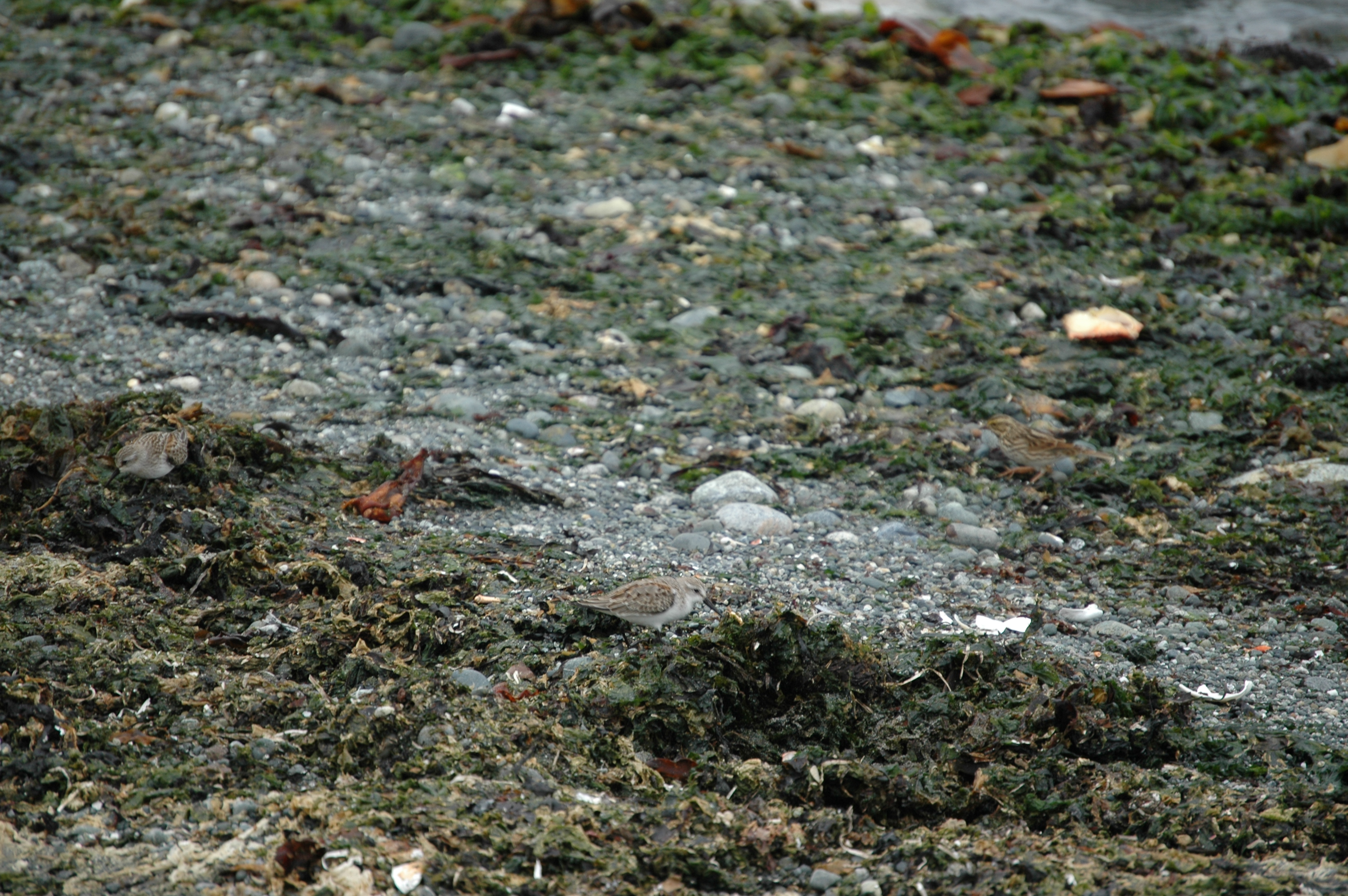 photos/wildlife/Bird_Species/063-Waders/1610-Western_Sandpiper/20070921-Canada-06.jpg