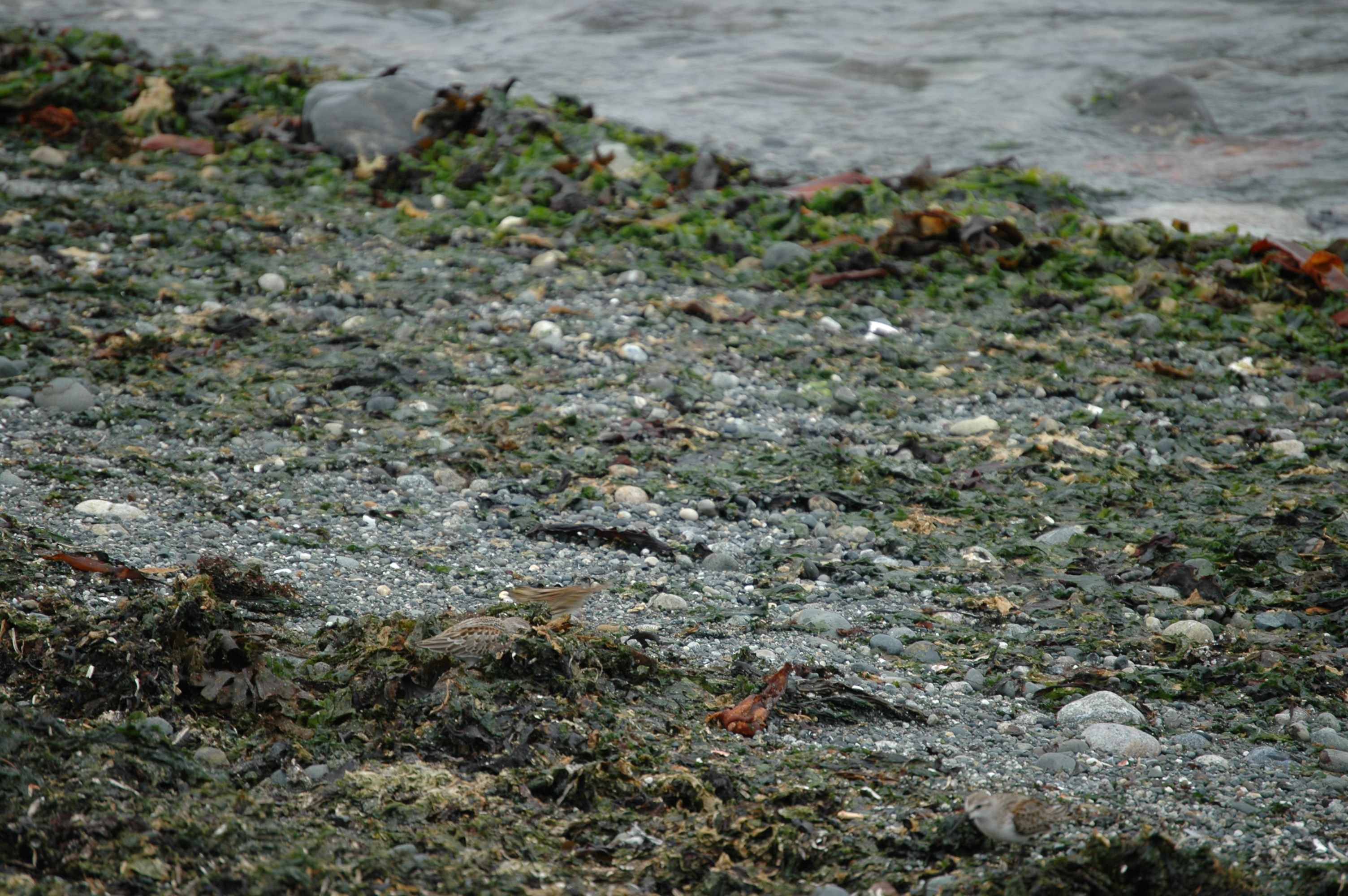photos/wildlife/Bird_Species/063-Waders/1610-Western_Sandpiper/20070921-Canada-07.jpg