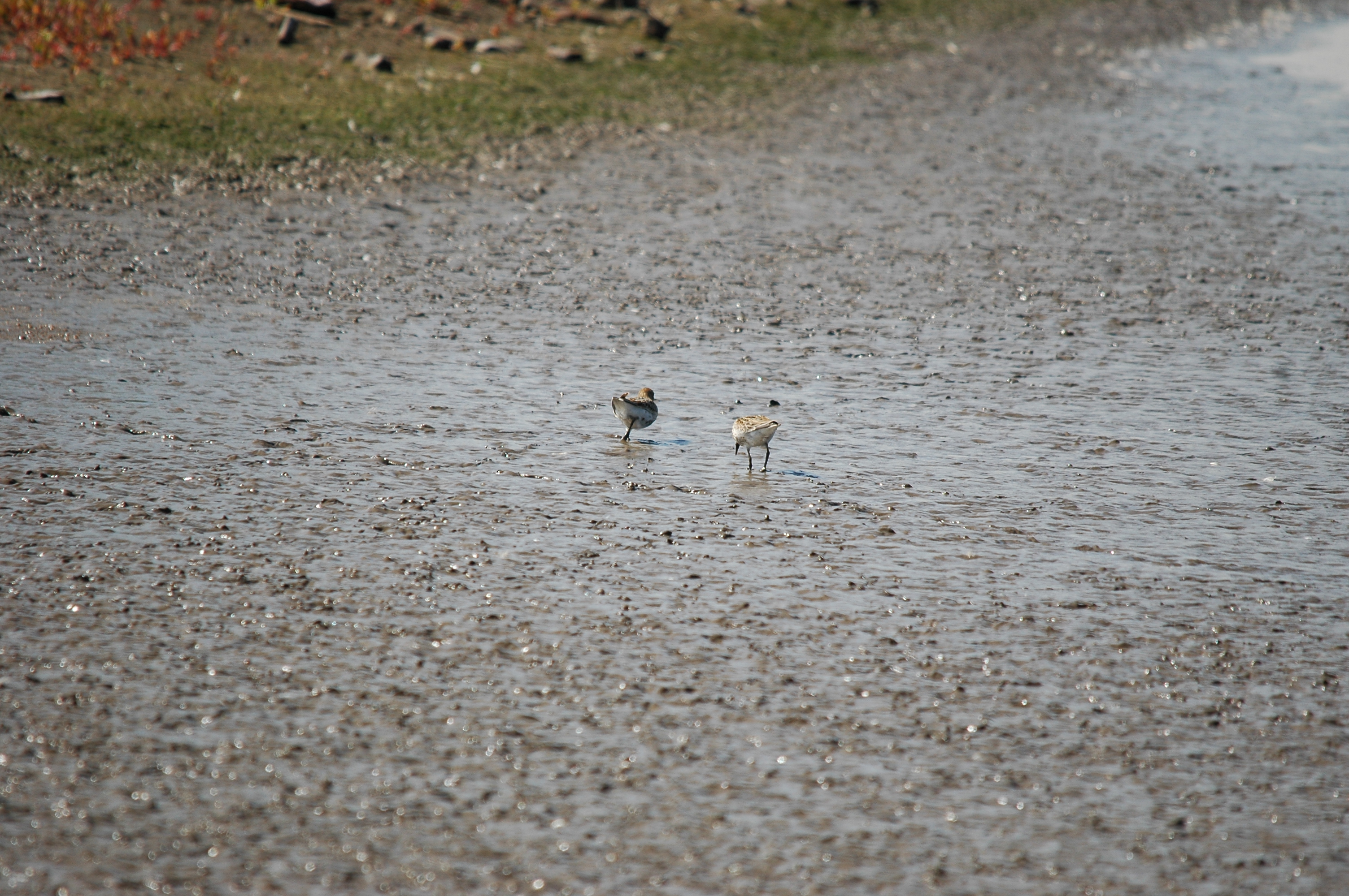 photos/wildlife/Bird_Species/063-Waders/1622-Dunlin/20090819-Blacktoft-05.jpg