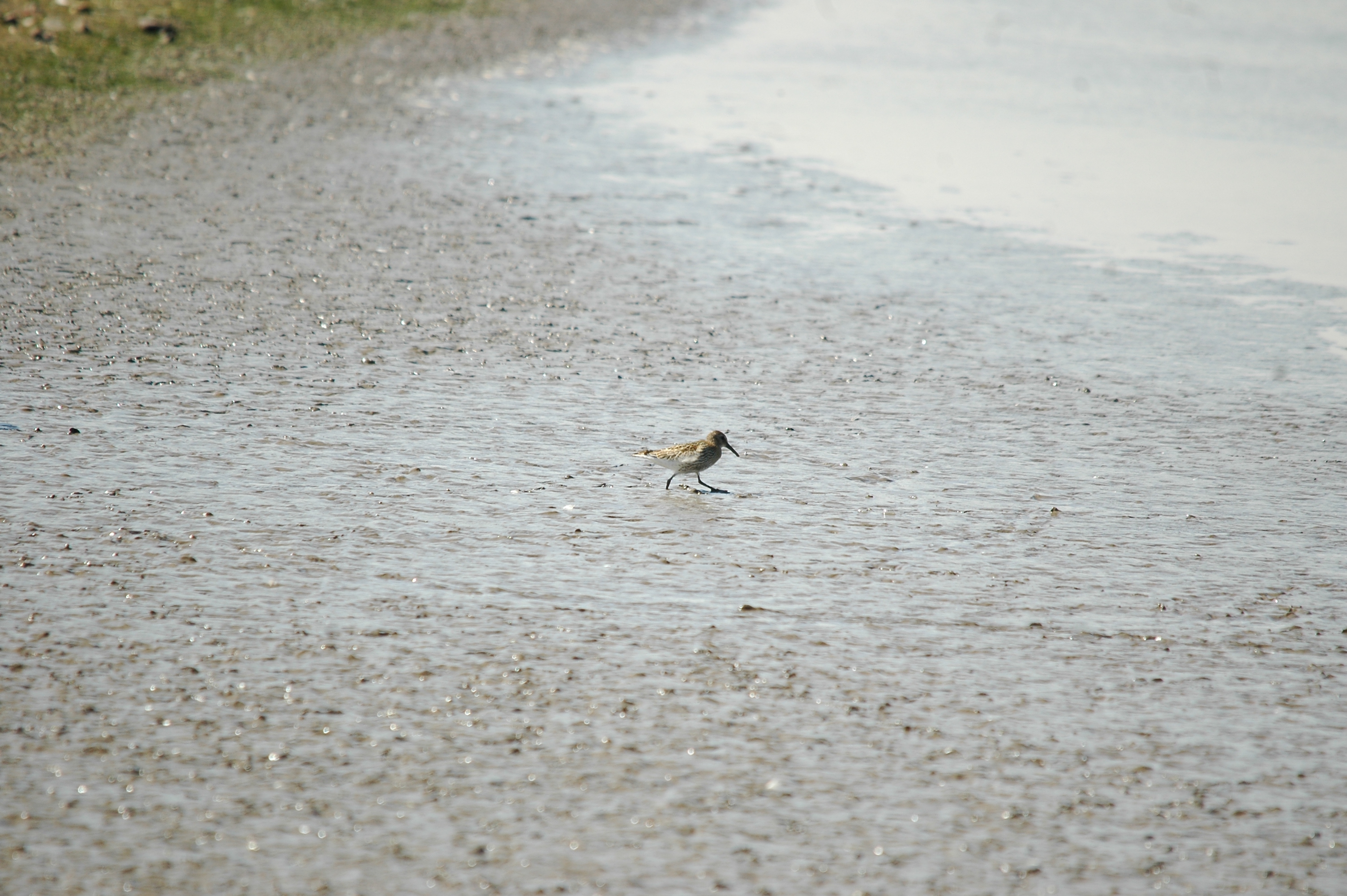 photos/wildlife/Bird_Species/063-Waders/1622-Dunlin/20090819-Blacktoft-06.jpg