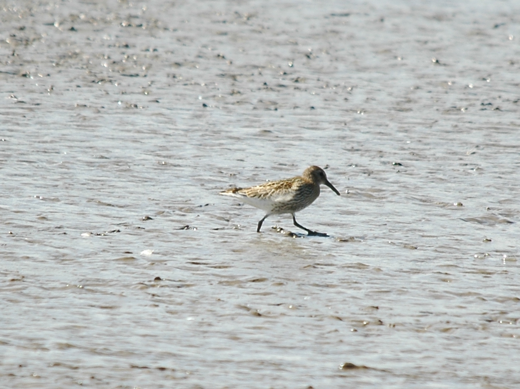 photos/wildlife/Bird_Species/063-Waders/1622-Dunlin/20090819-Blacktoft-06_sm.jpg