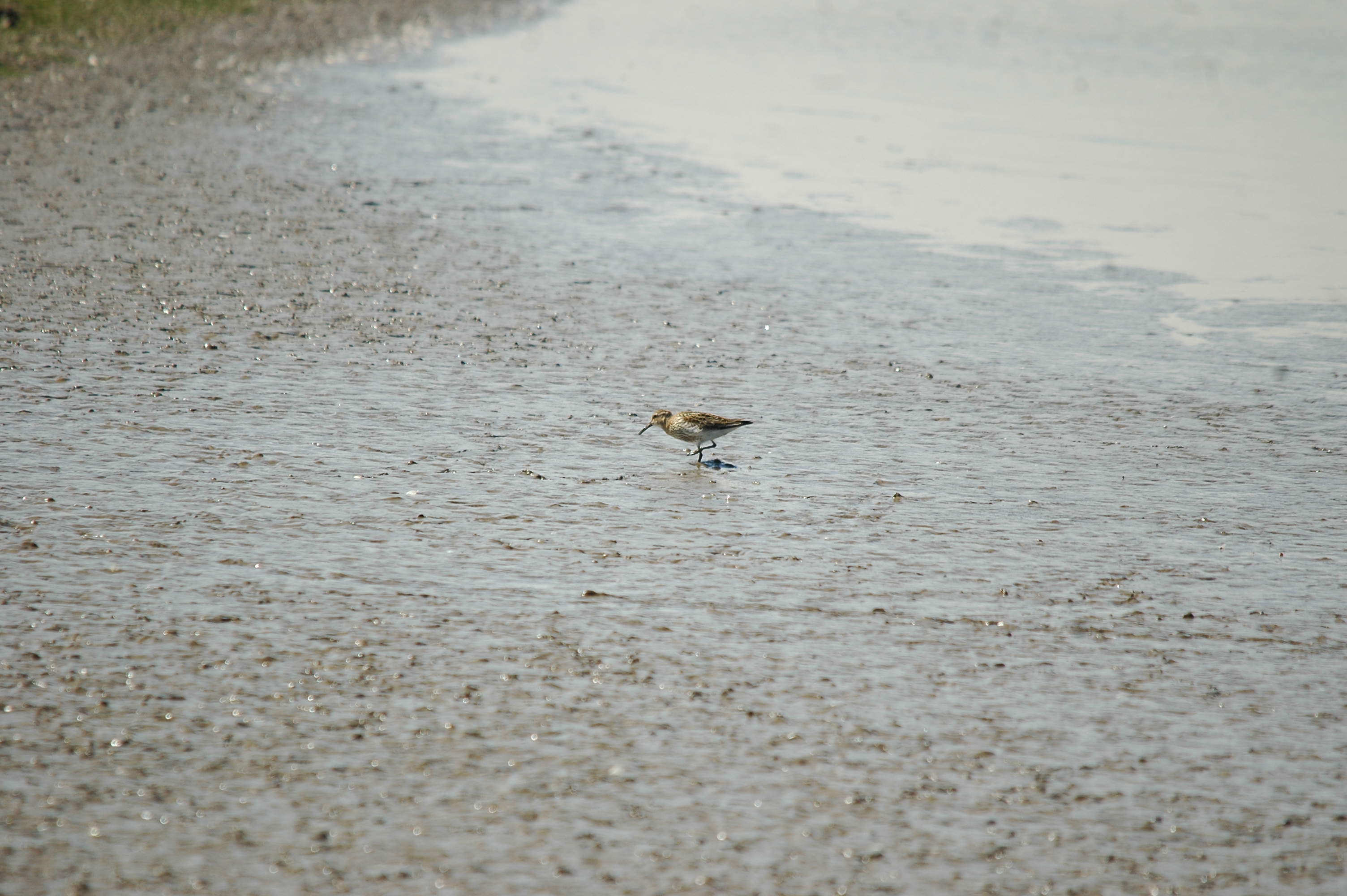 photos/wildlife/Bird_Species/063-Waders/1622-Dunlin/20090819-Blacktoft-07.jpg