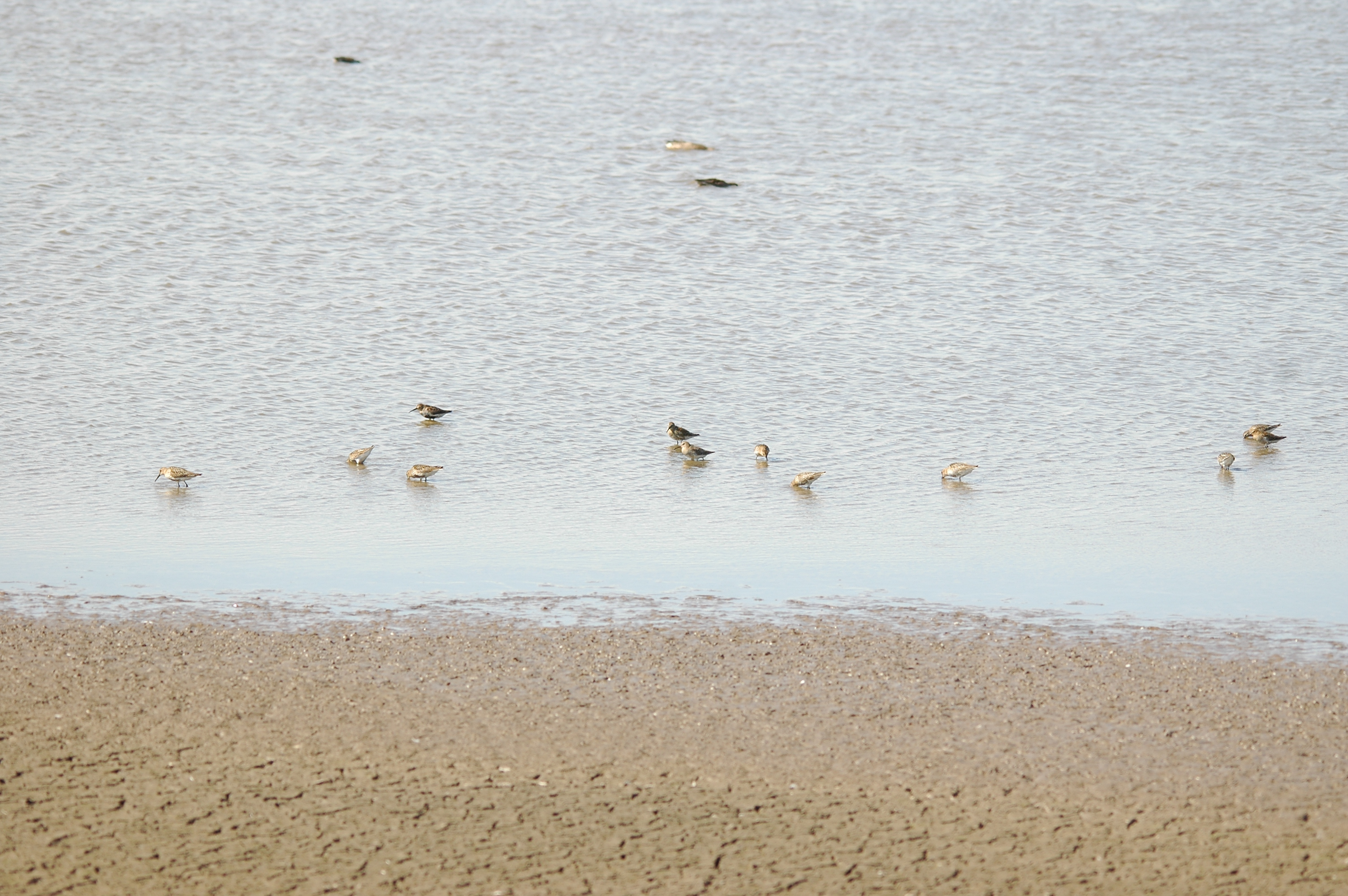 photos/wildlife/Bird_Species/063-Waders/1622-Dunlin/20090819-Blacktoft-08.jpg