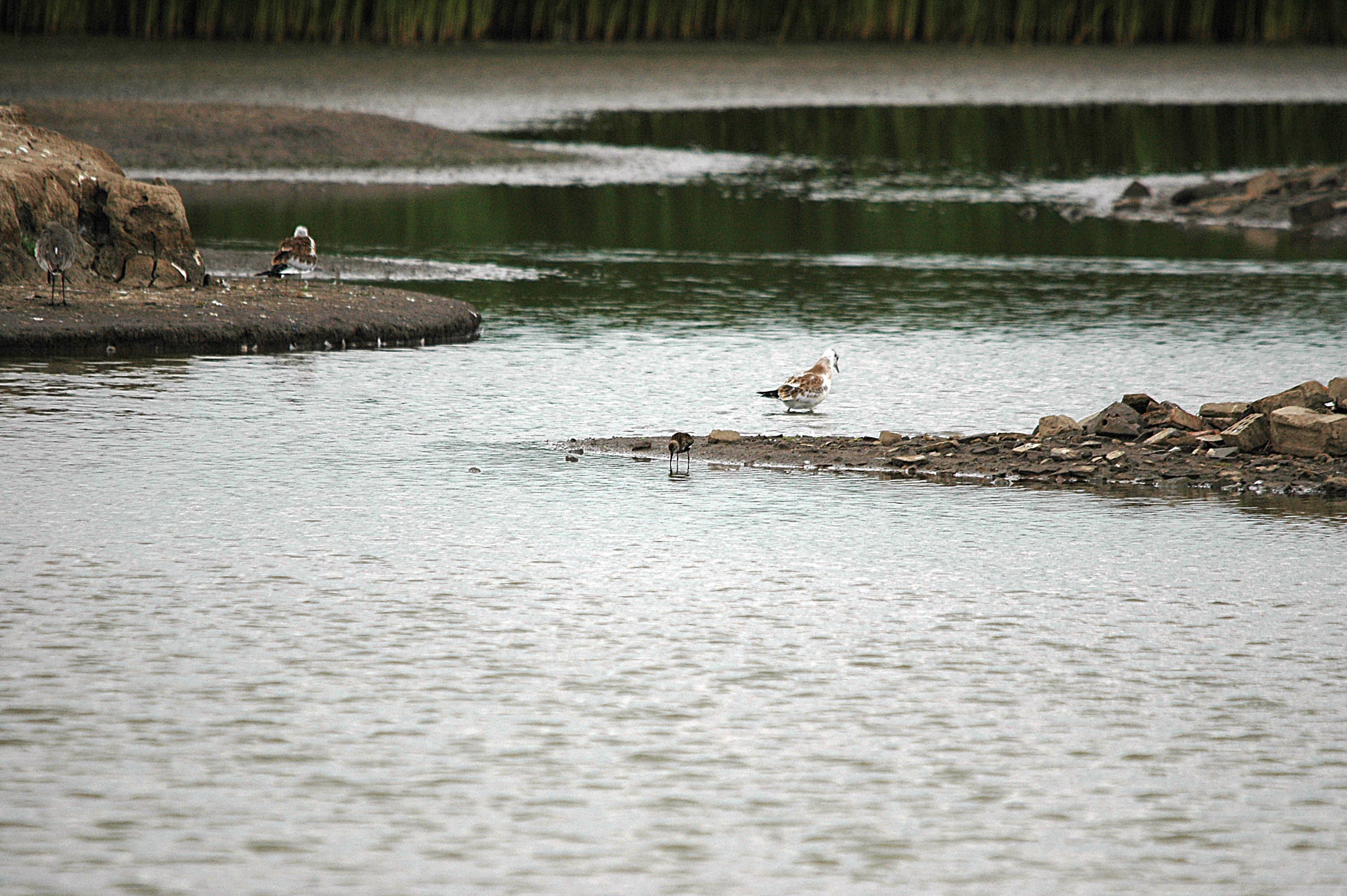 photos/wildlife/Bird_Species/063-Waders/1622-Dunlin/DSC_6643.JPG