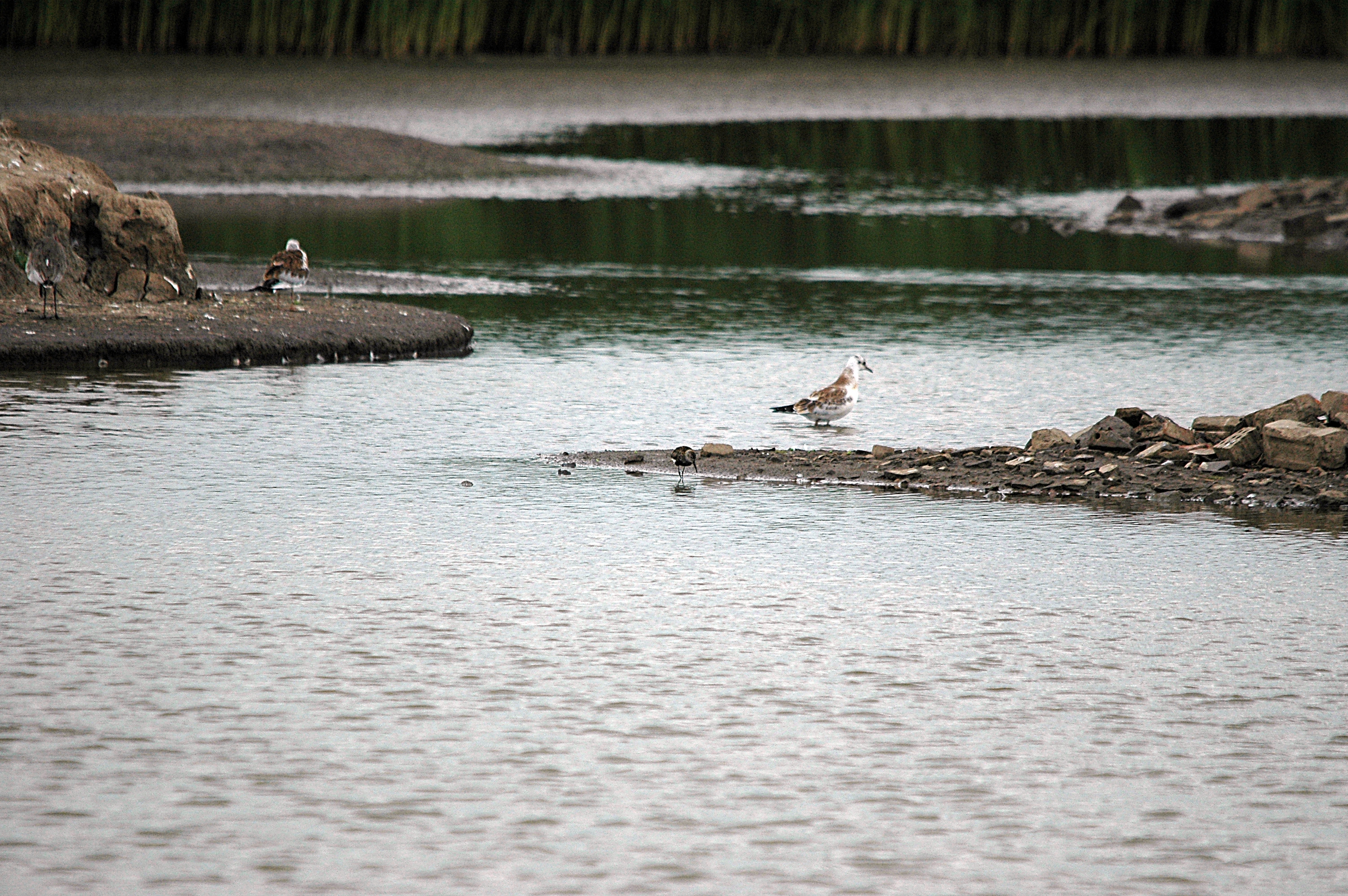 photos/wildlife/Bird_Species/063-Waders/1622-Dunlin/DSC_6644.JPG