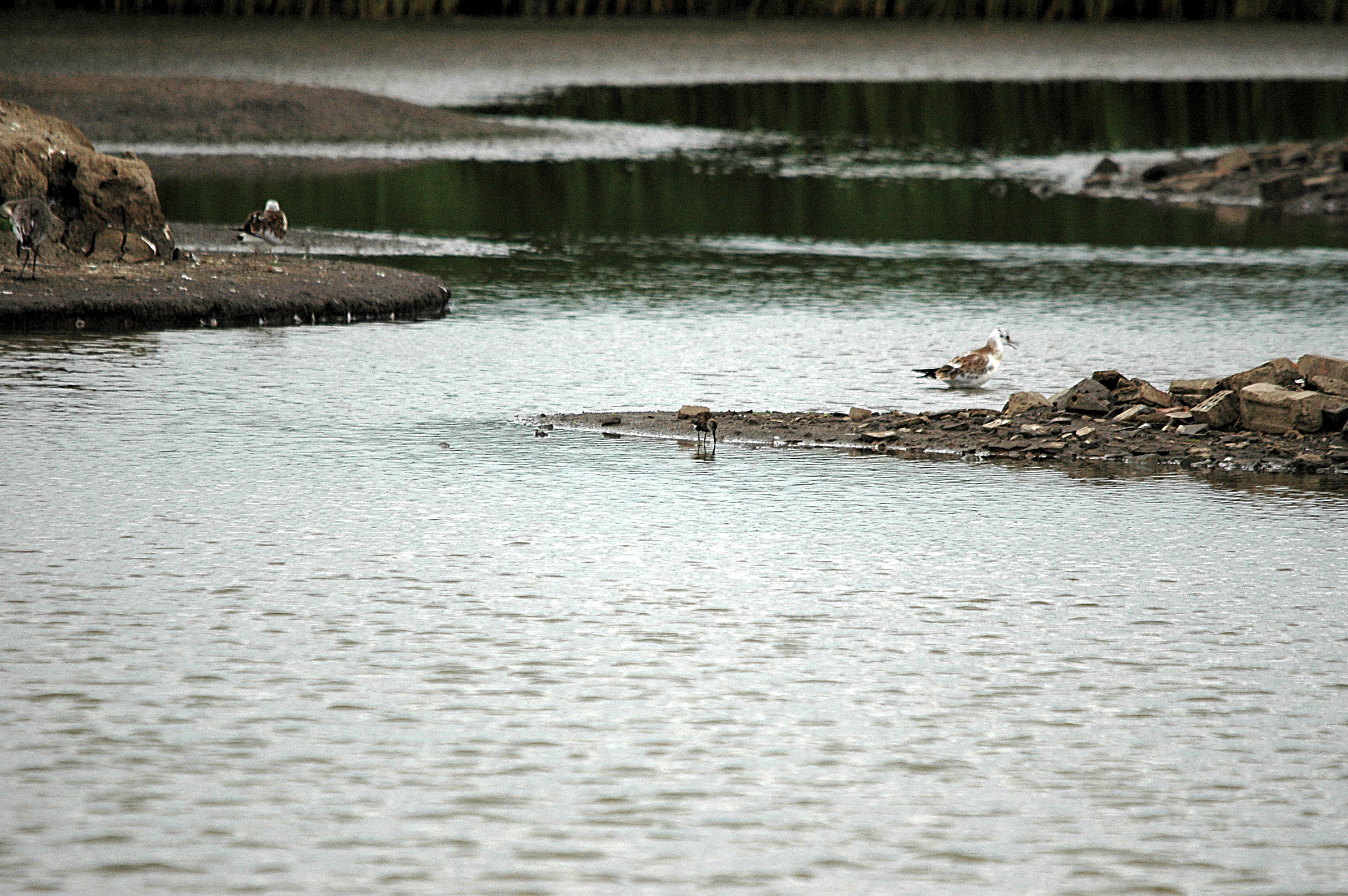 photos/wildlife/Bird_Species/063-Waders/1622-Dunlin/DSC_6645.JPG