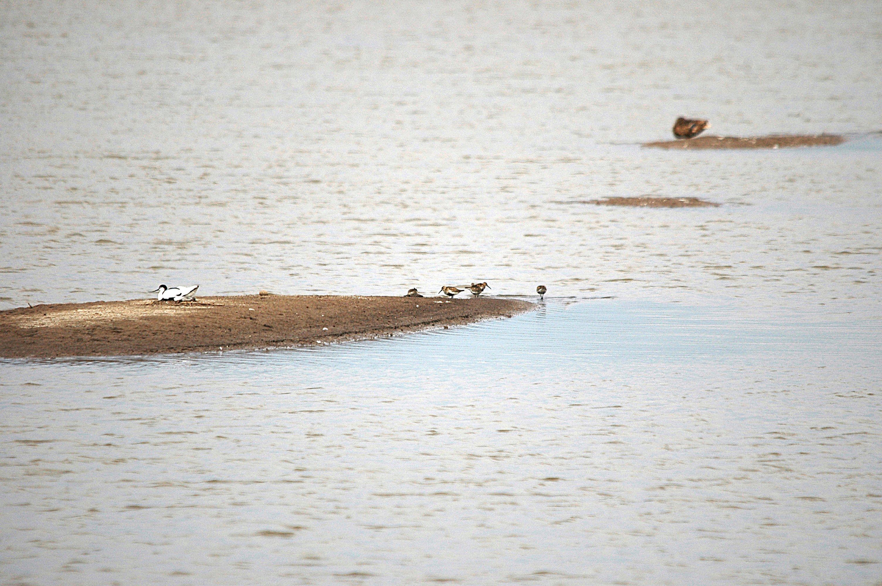 photos/wildlife/Bird_Species/063-Waders/1622-Dunlin/DSC_6685.JPG