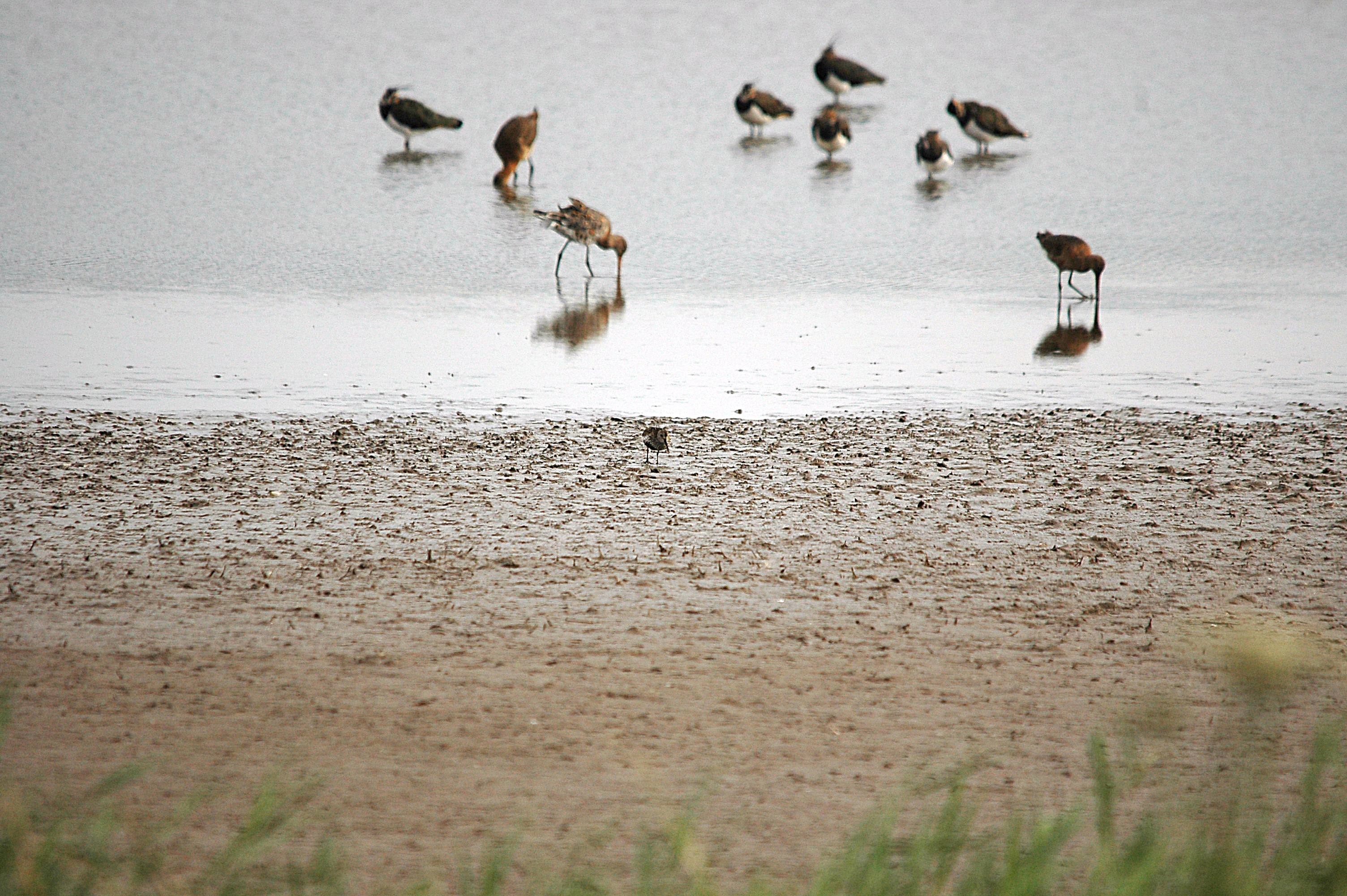 photos/wildlife/Bird_Species/063-Waders/1622-Dunlin/DSC_7139.JPG