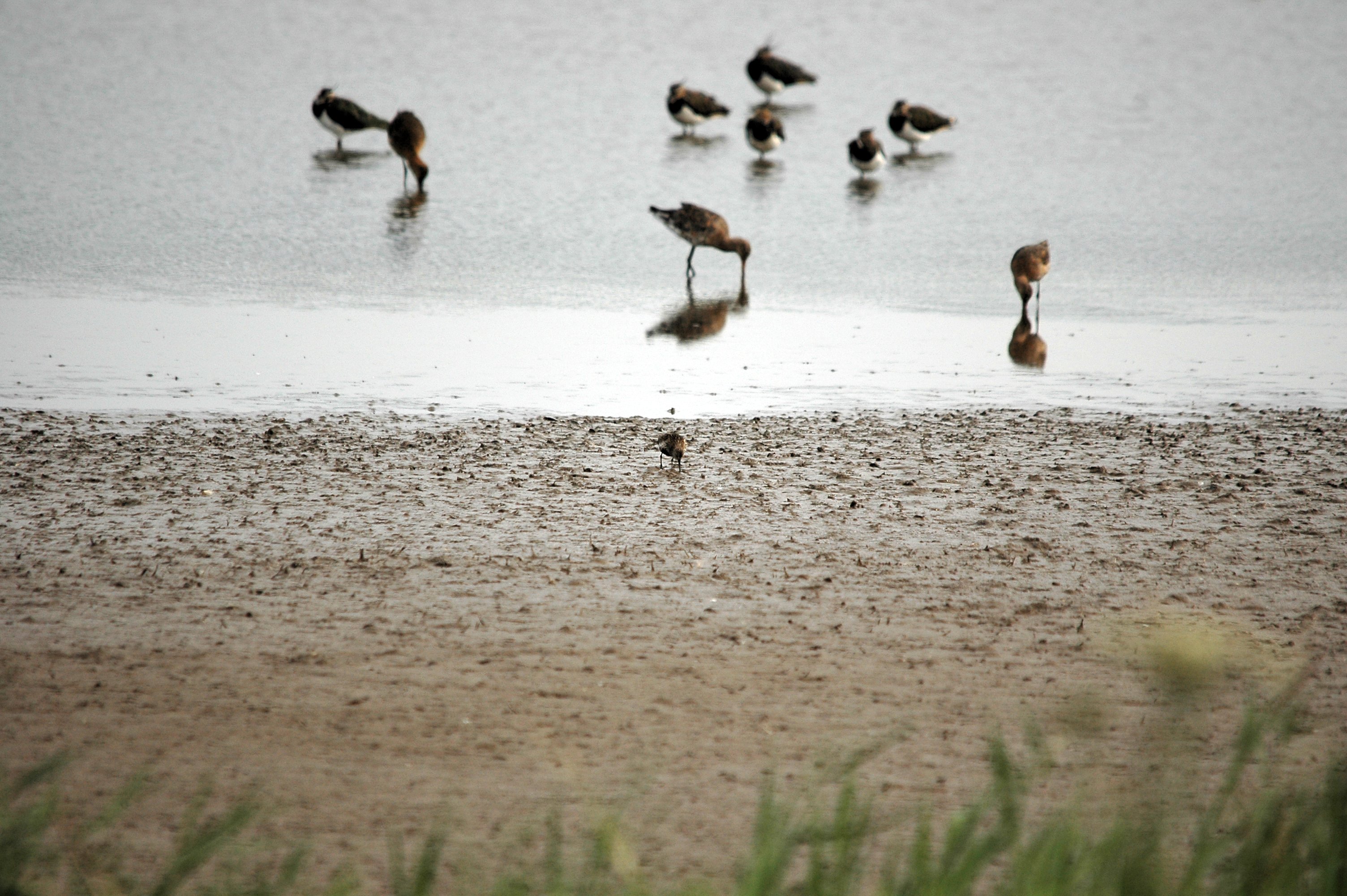 photos/wildlife/Bird_Species/063-Waders/1622-Dunlin/DSC_7141.JPG