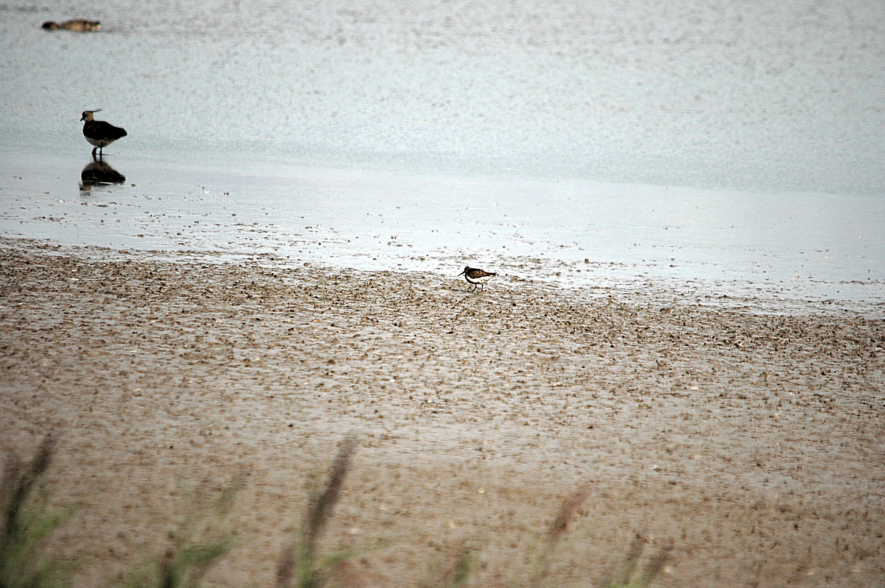 photos/wildlife/Bird_Species/063-Waders/1622-Dunlin/DSC_7162.JPG