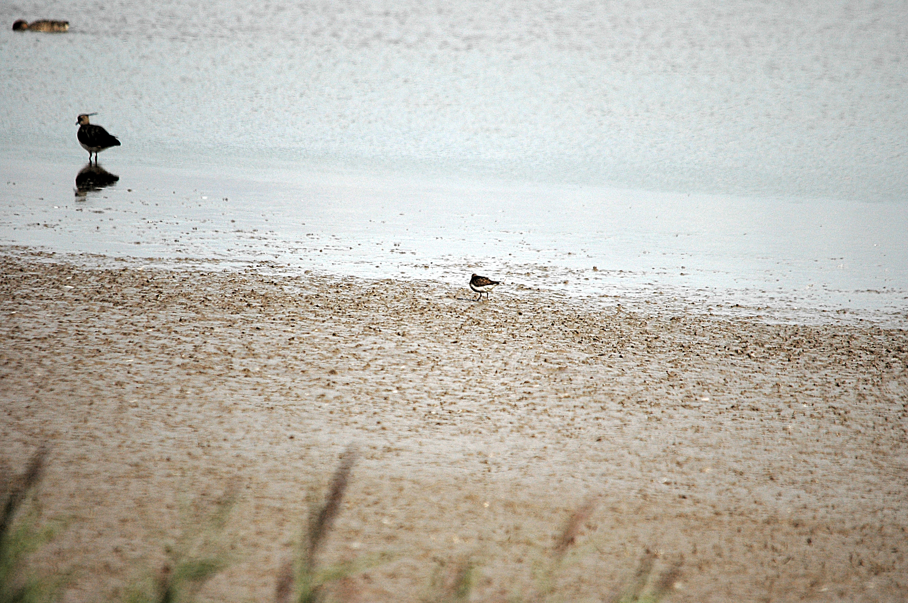 photos/wildlife/Bird_Species/063-Waders/1622-Dunlin/DSC_7163.JPG
