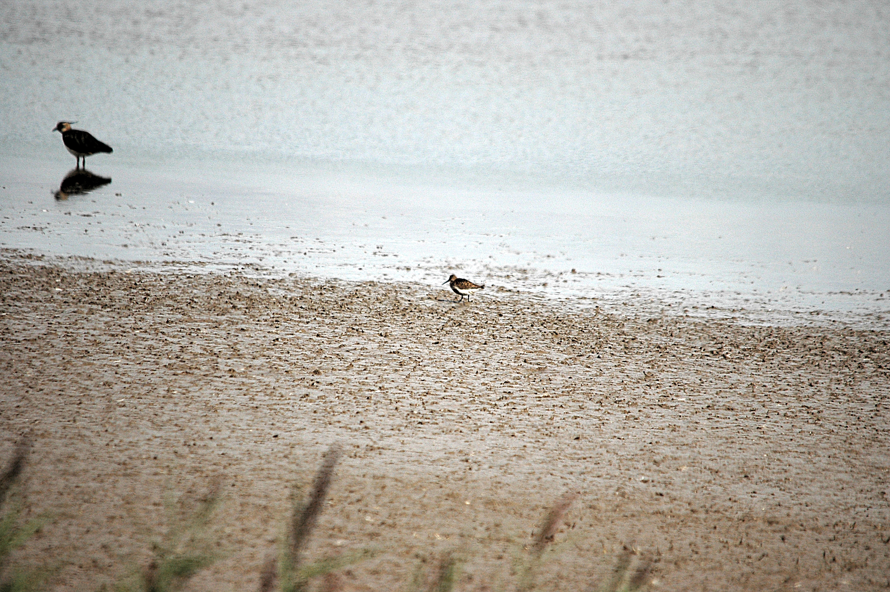 photos/wildlife/Bird_Species/063-Waders/1622-Dunlin/DSC_7164.JPG