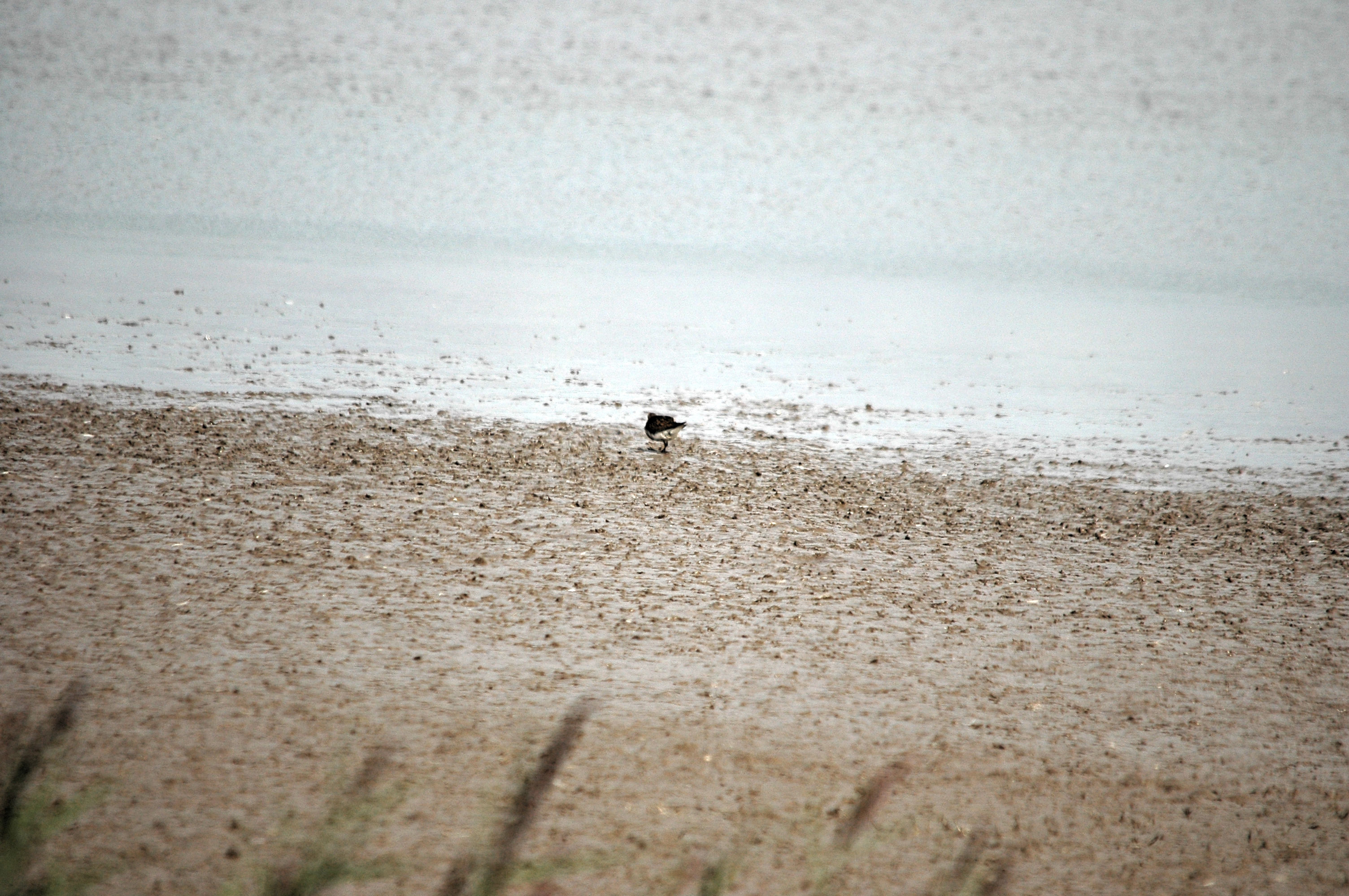 photos/wildlife/Bird_Species/063-Waders/1622-Dunlin/DSC_7165.JPG